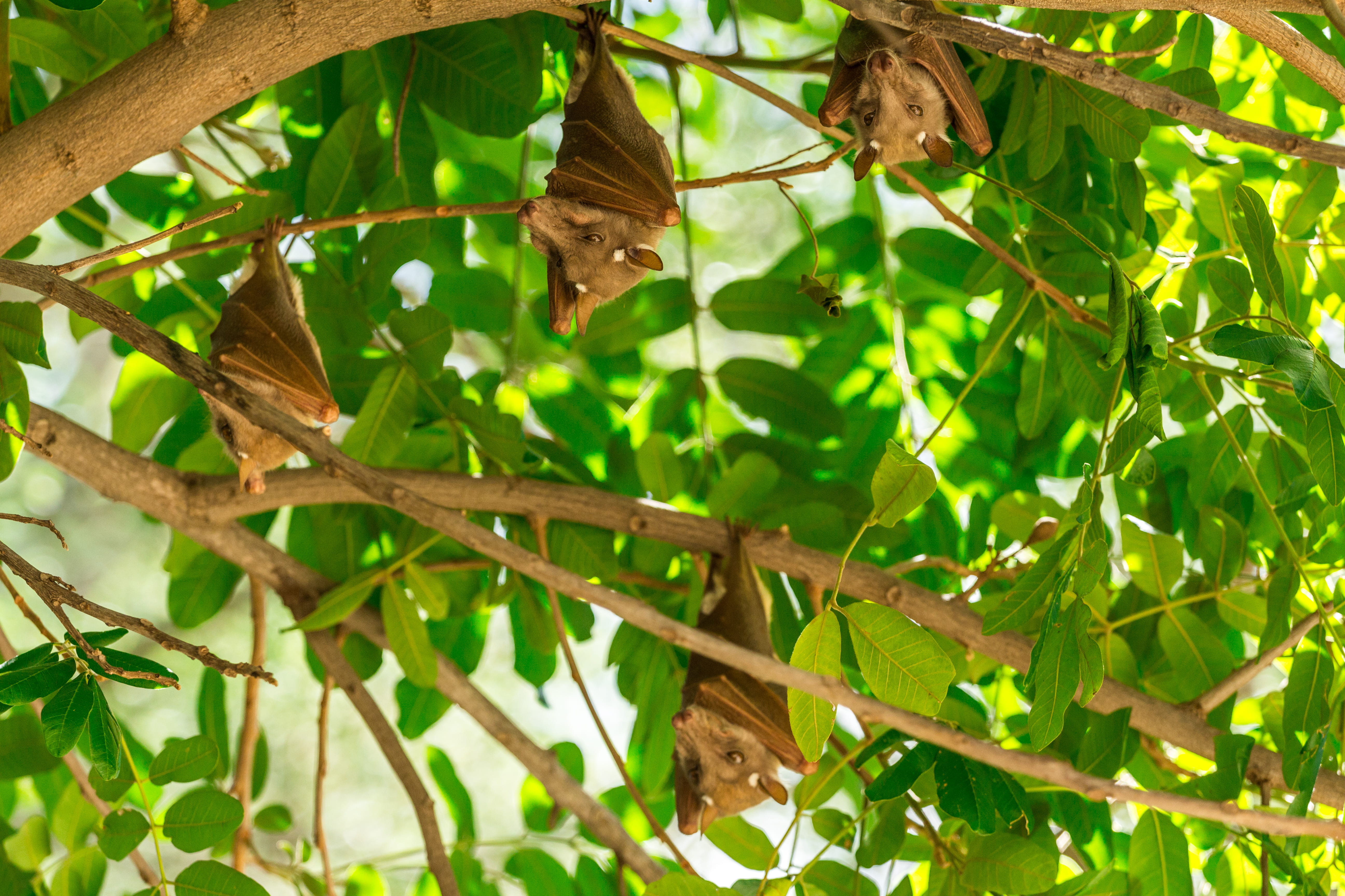 green color, animal, south africa, leaf, outdoors, vertebrate, hanging, plant part, summer, animals in the wild, low angle view, beauty in nature, down, HD Wallpaper