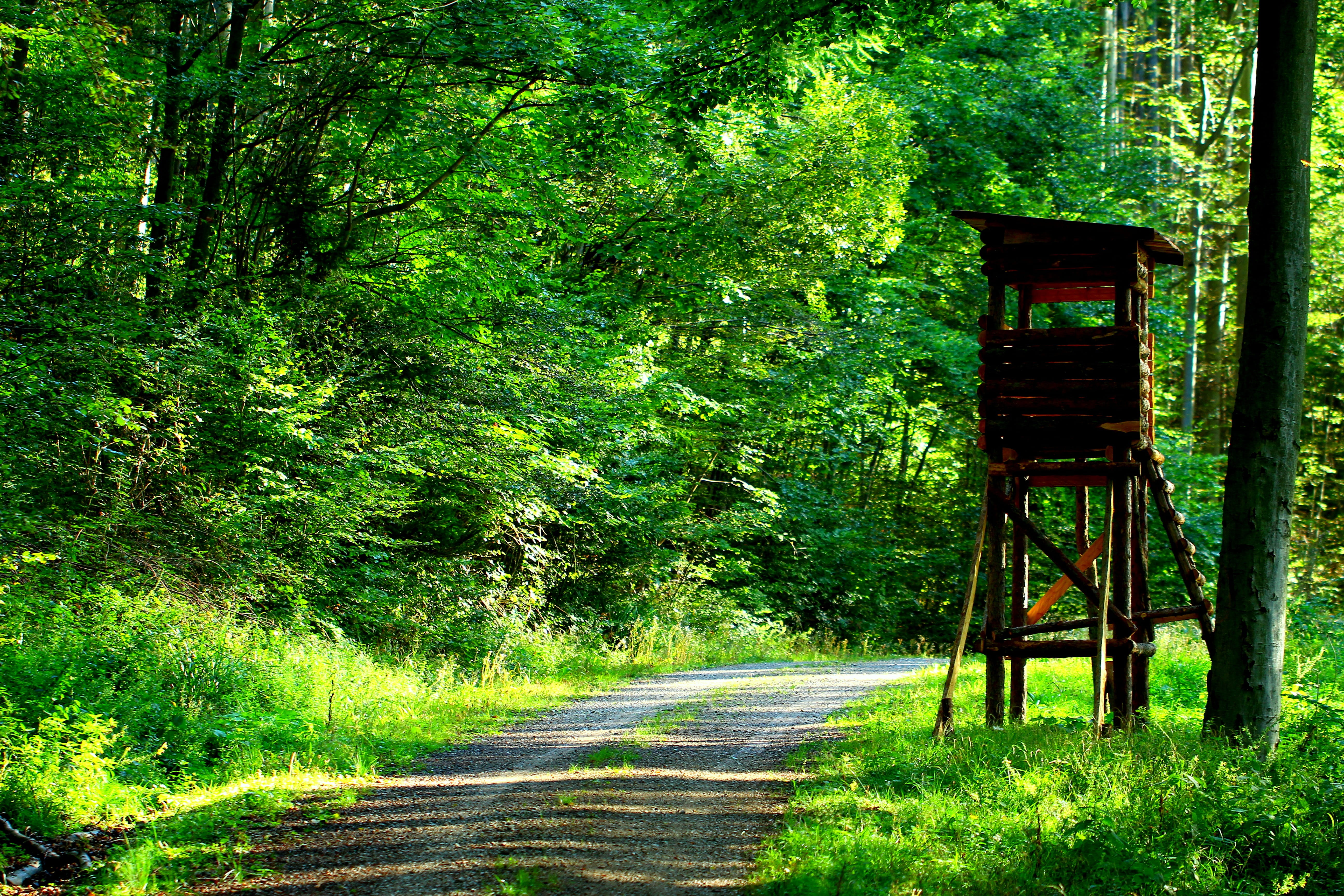 forest, nature, direction, built structure, landscape, tree, transportation, road, the way forward, day, 5K, plant, grass, green color, delight, outdoors, HD Wallpaper