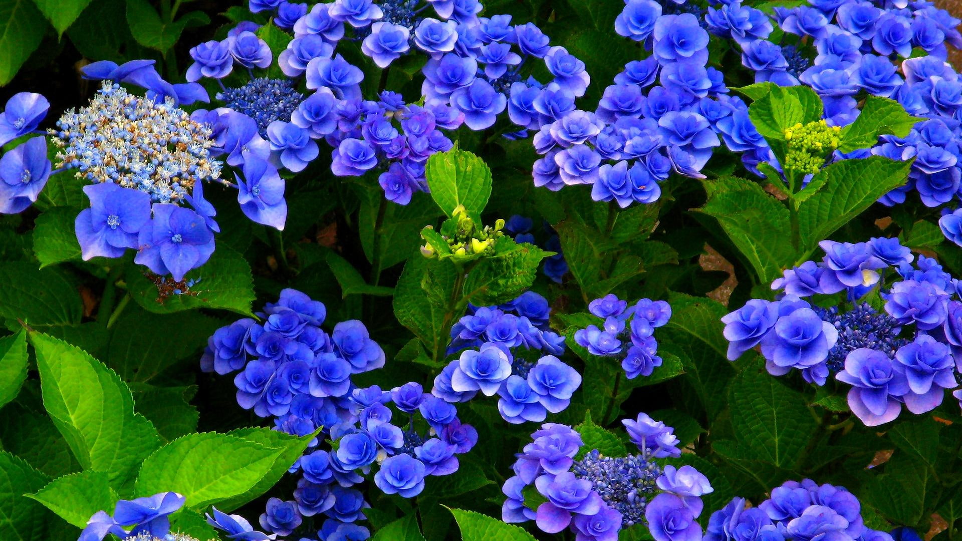 delights, violet, blossoms, blossom, nature and landscapes, 1080P, purple, nature, spring, HD Wallpaper