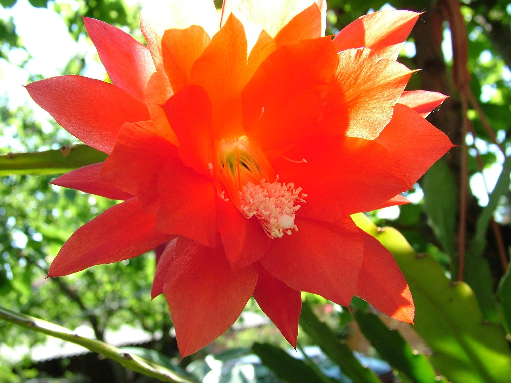3d and abstract, delight, beautiful, orange, 1080P, flower, flowers, simple, nature, HD Wallpaper