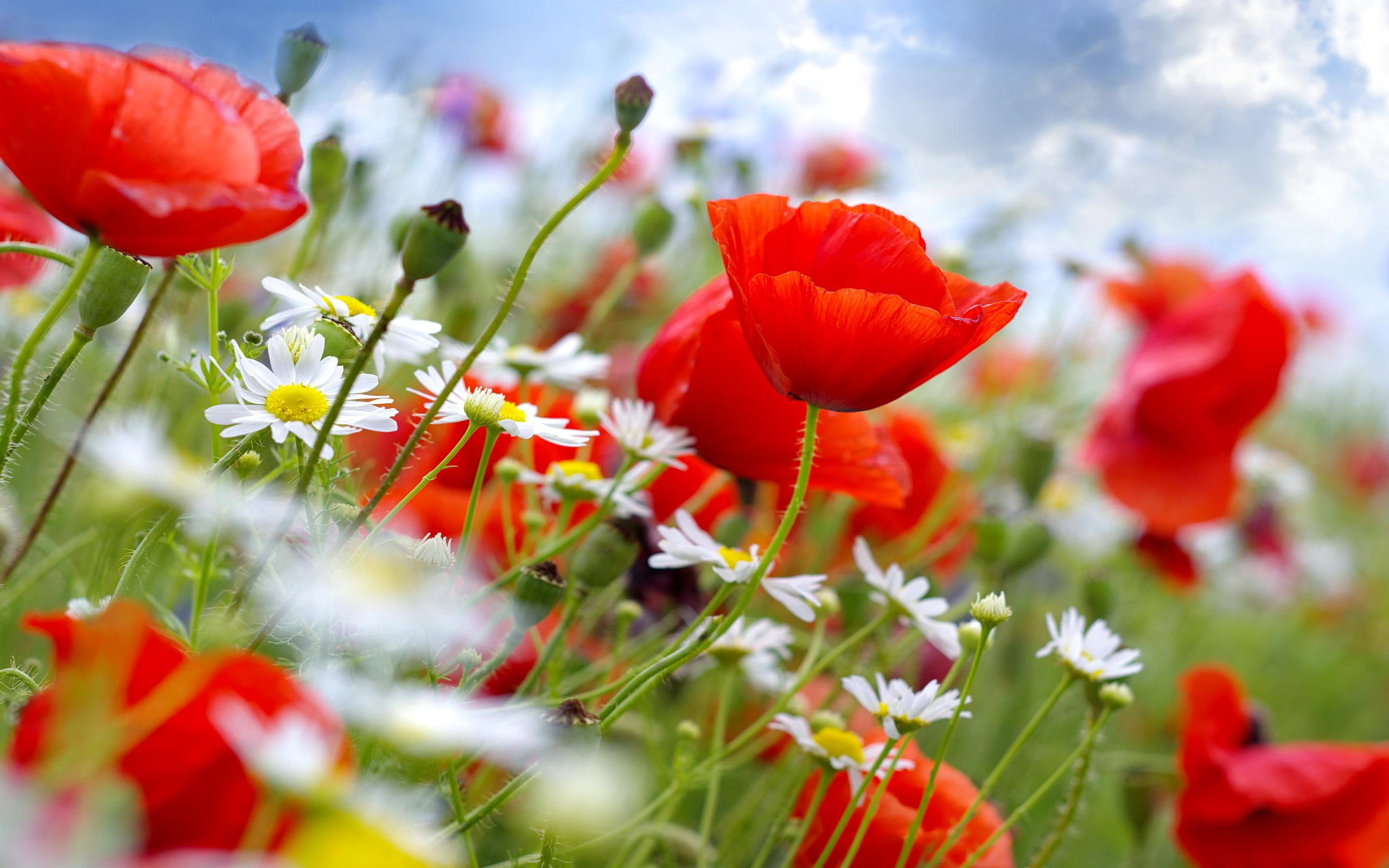 floral, spring, flowers, nature, field, grass, freshness, colorful, 2K, meadow, pretty, delight, HD Wallpaper
