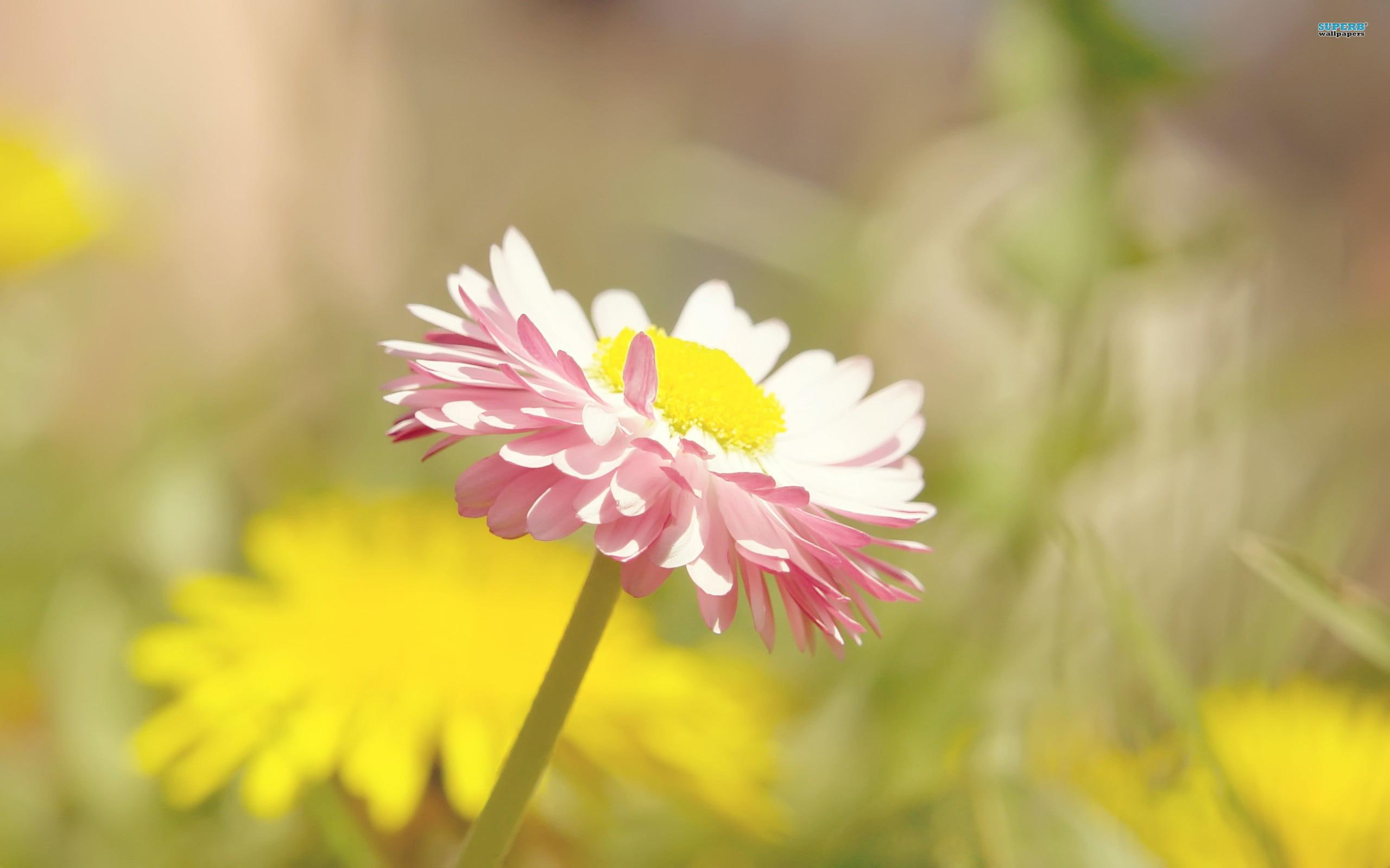 sunlight, nature, daisy, delight, pretty, 2K, nature and landscapes, flower, HD Wallpaper