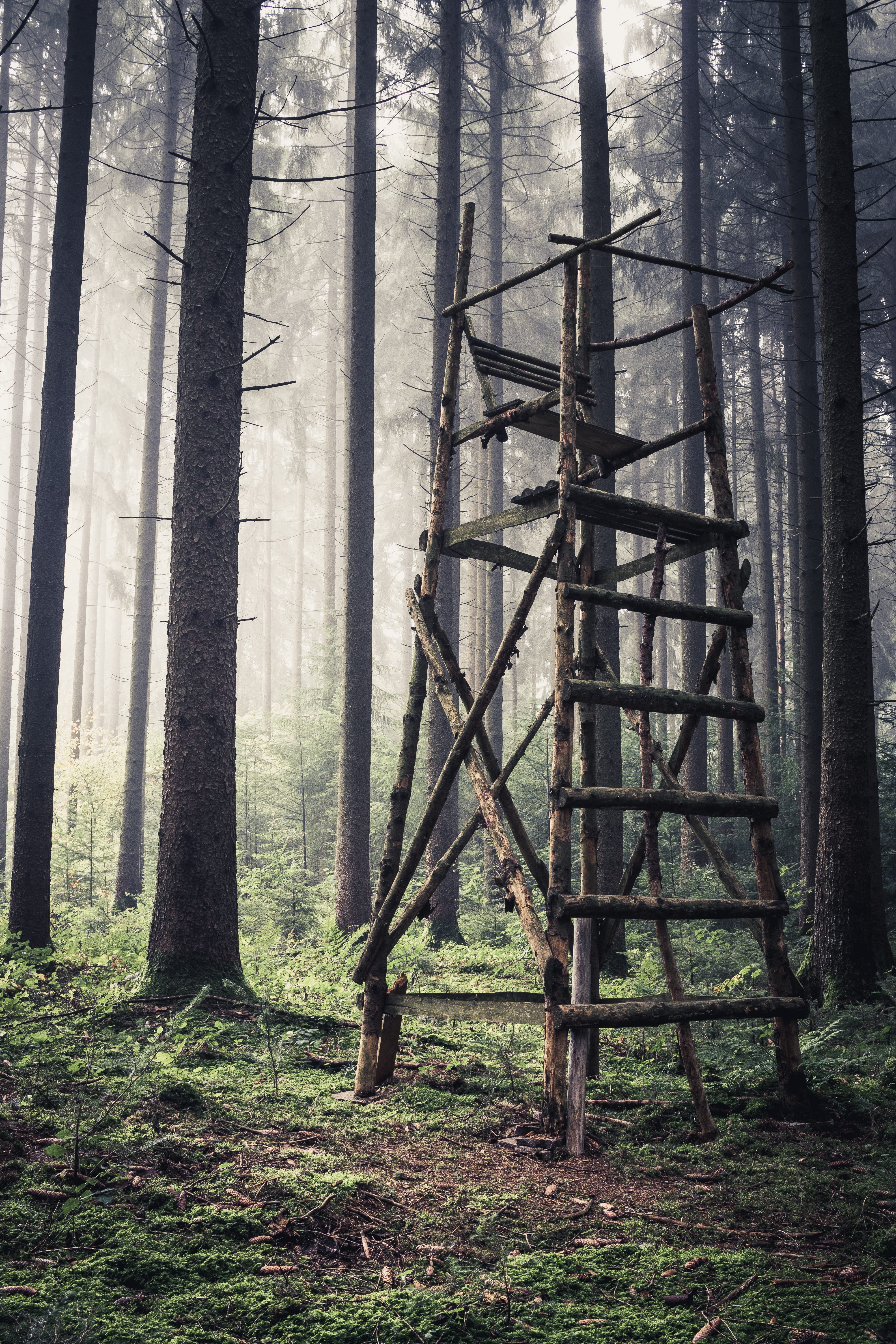 forest, tranquility, watch, tree, architecture, tranquil scene, land, hunter was, delight, growth, day, nature, woodland, field, forests, scenics - nature, Phone HD Wallpaper