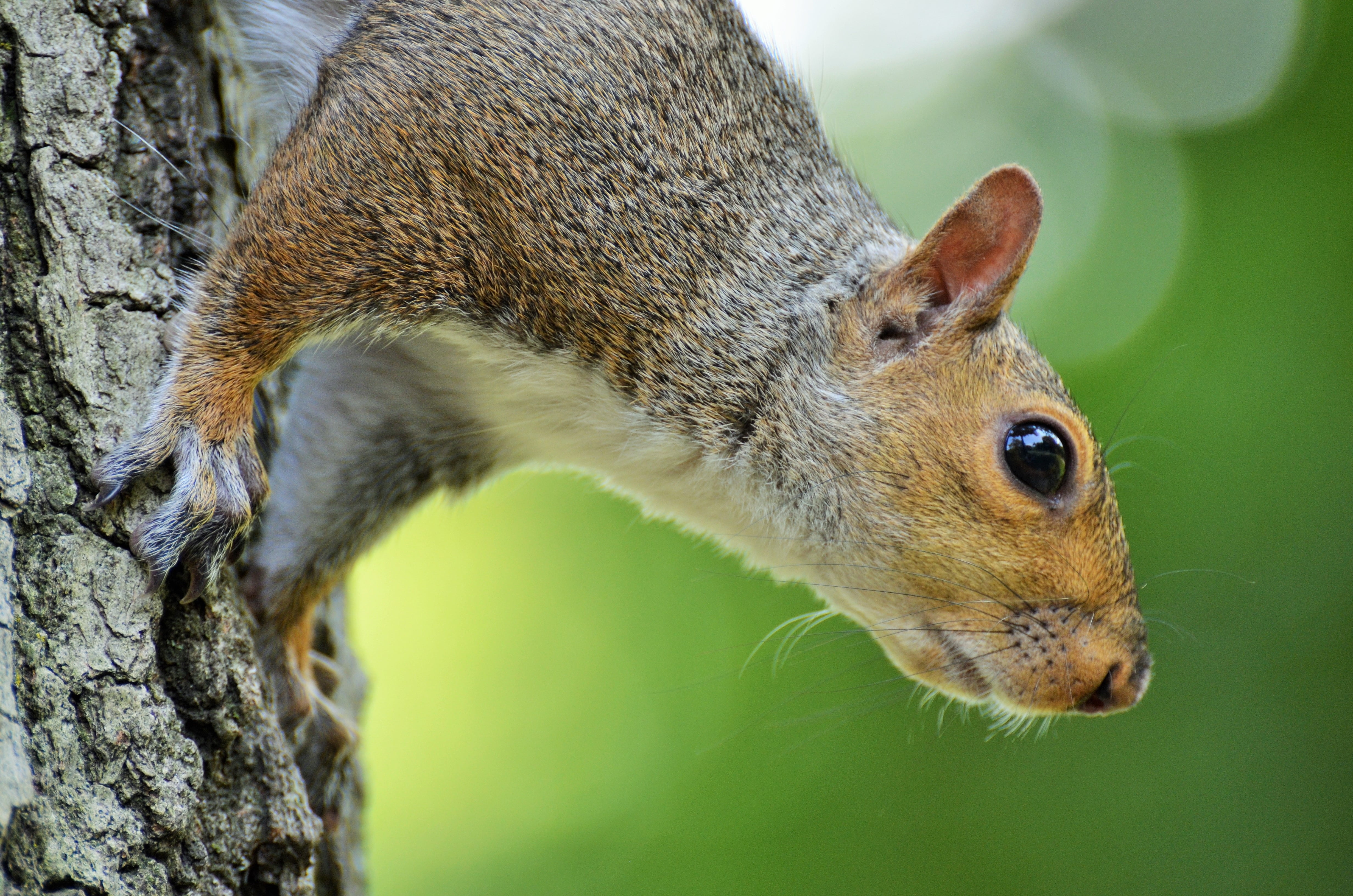 animal portrait, nature, animal wildlife, central park, selective, profile view, forest, squirrel, small, tree trunk, animal, mammal, new york, focus, animals In The Wild, HD Wallpaper