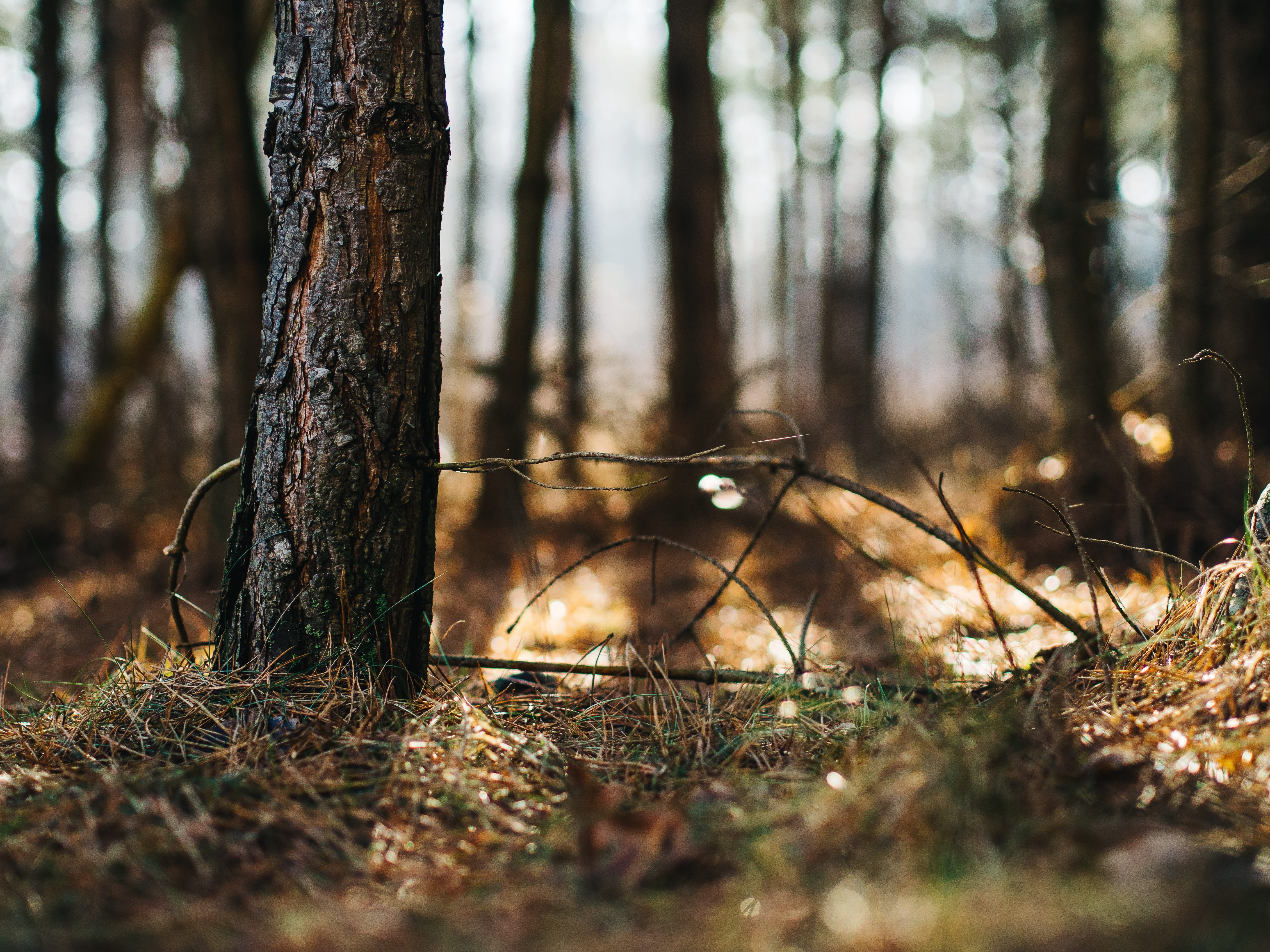 plant, field, surface level, nature, coniferous tree, sun, environment, photography, land, bokeh, ground, forest, selective focus, trunk, tranquility, outdoors, HD Wallpaper