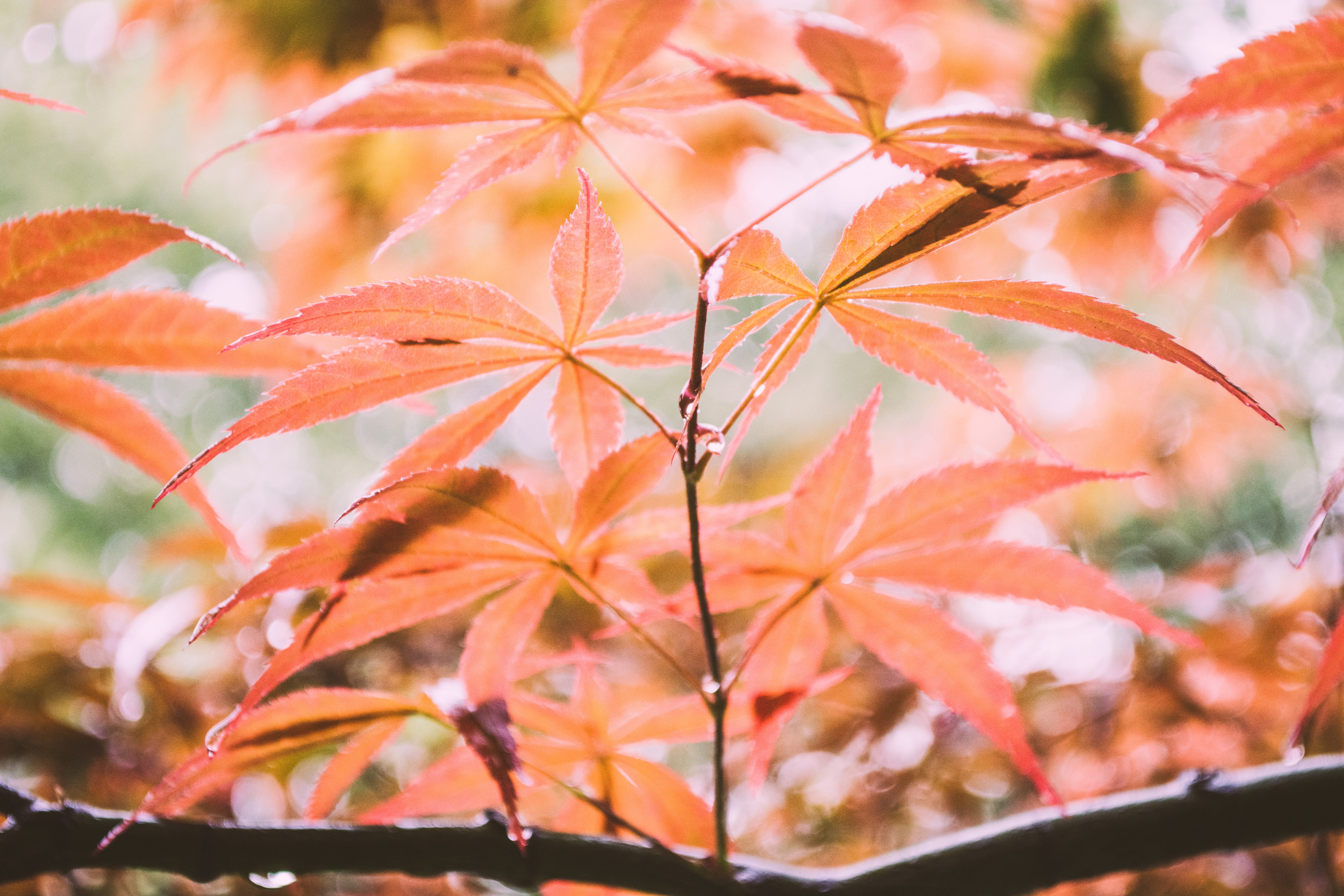 autumn collection, photography, growth, close-up, focus, nature, color Image, tree, natural condition, yellow, red, japanese Maple, branch, day, 5K, orange color, HD Wallpaper