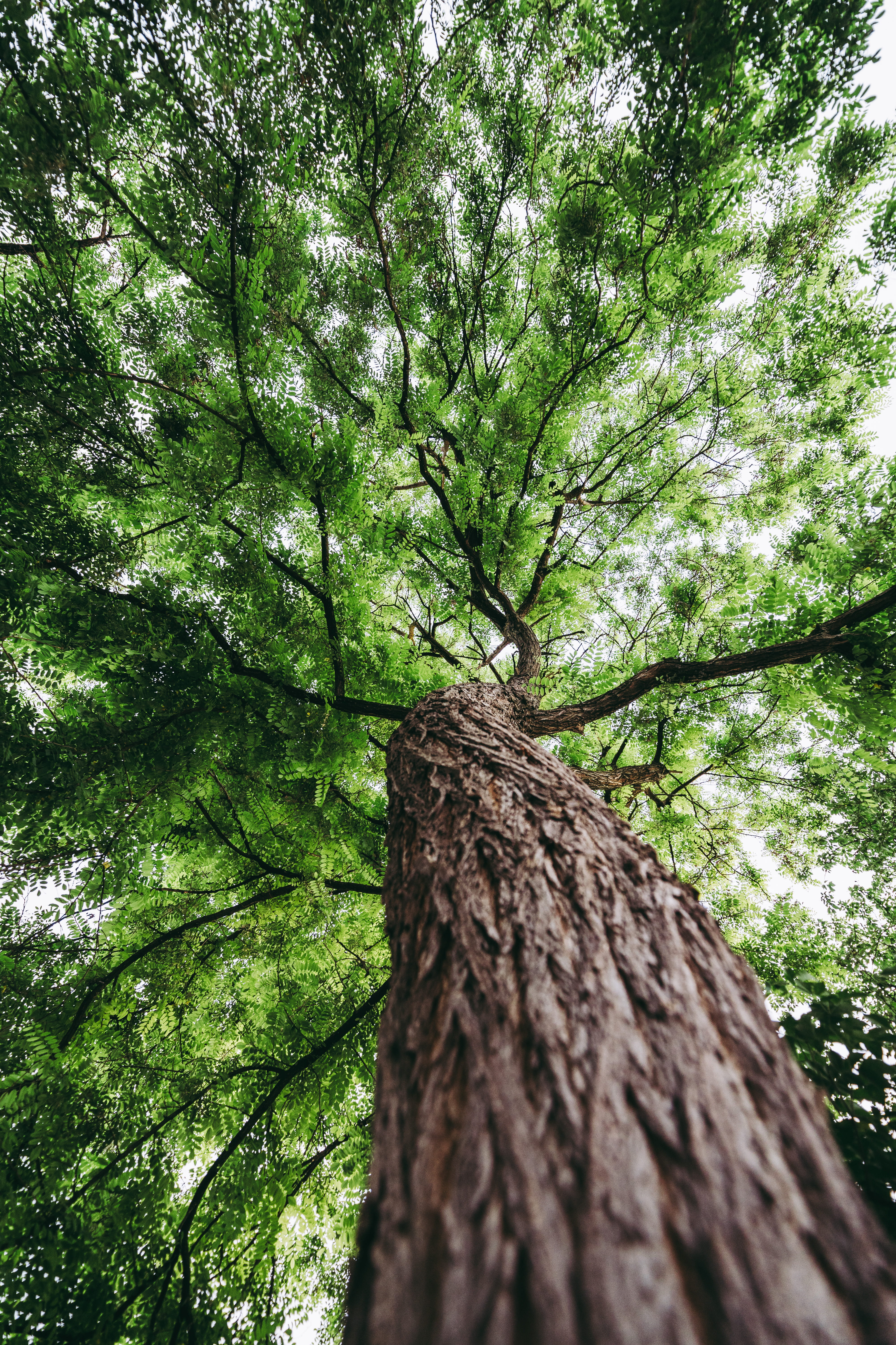 looking up, leaves, tree, outside, green, growth, nature, angle, brown, tranquility, 5K, branch, pattern, rough, travel, tree canopy, plant, land, leaf, Phone HD Wallpaper