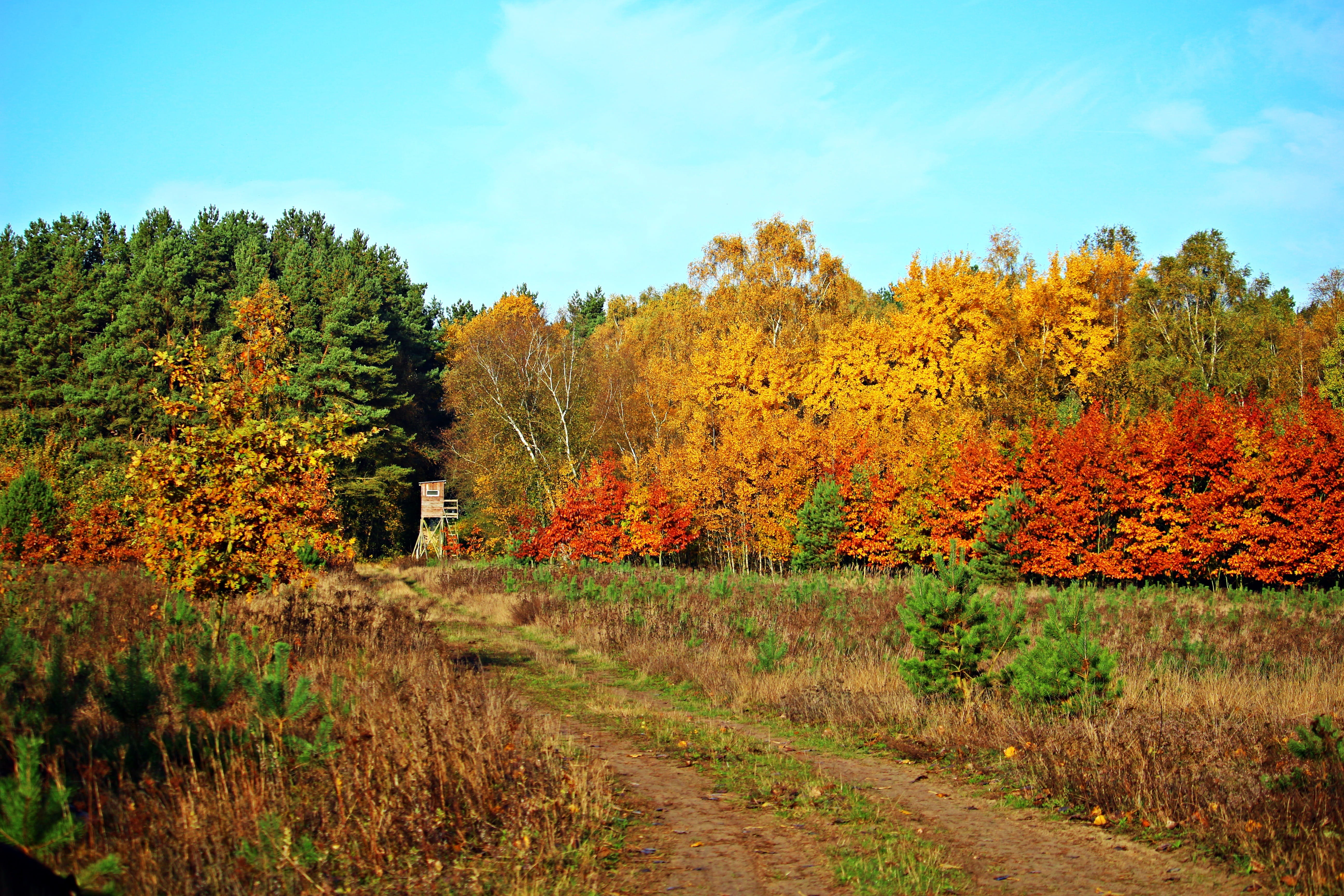 hunter was, 5K, field, sky, patio, day, growth, beauty in nature, no people, Autumn, rural scene, perch, autumn mood, outdoors, fall leaves, orange color, HD Wallpaper