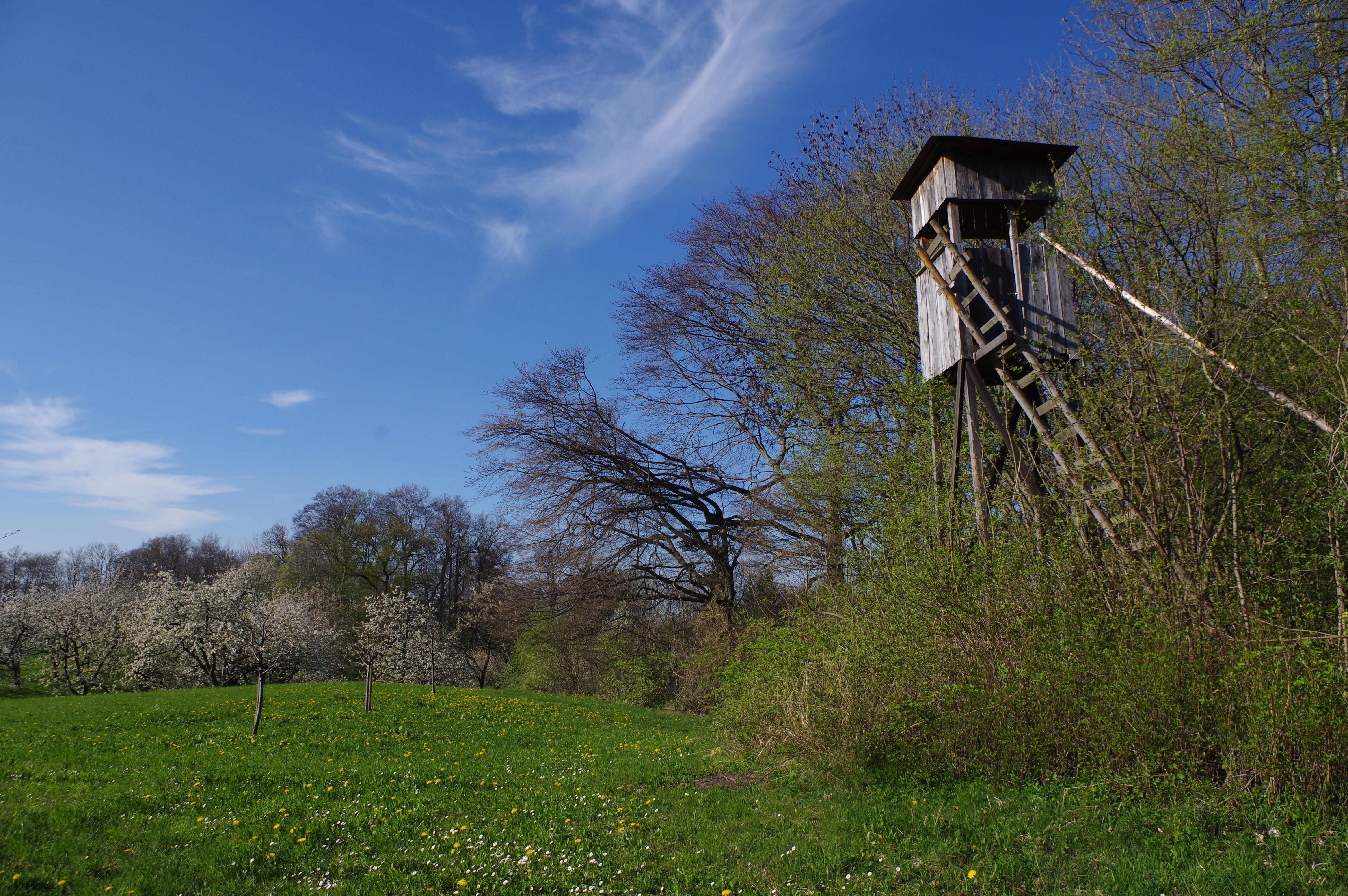 hunting was, day, building exterior, no people, building, Perch, forests, field, Forest, hunting, growth, plant, rural Scene, watch, Delight, high, 5K, HD Wallpaper