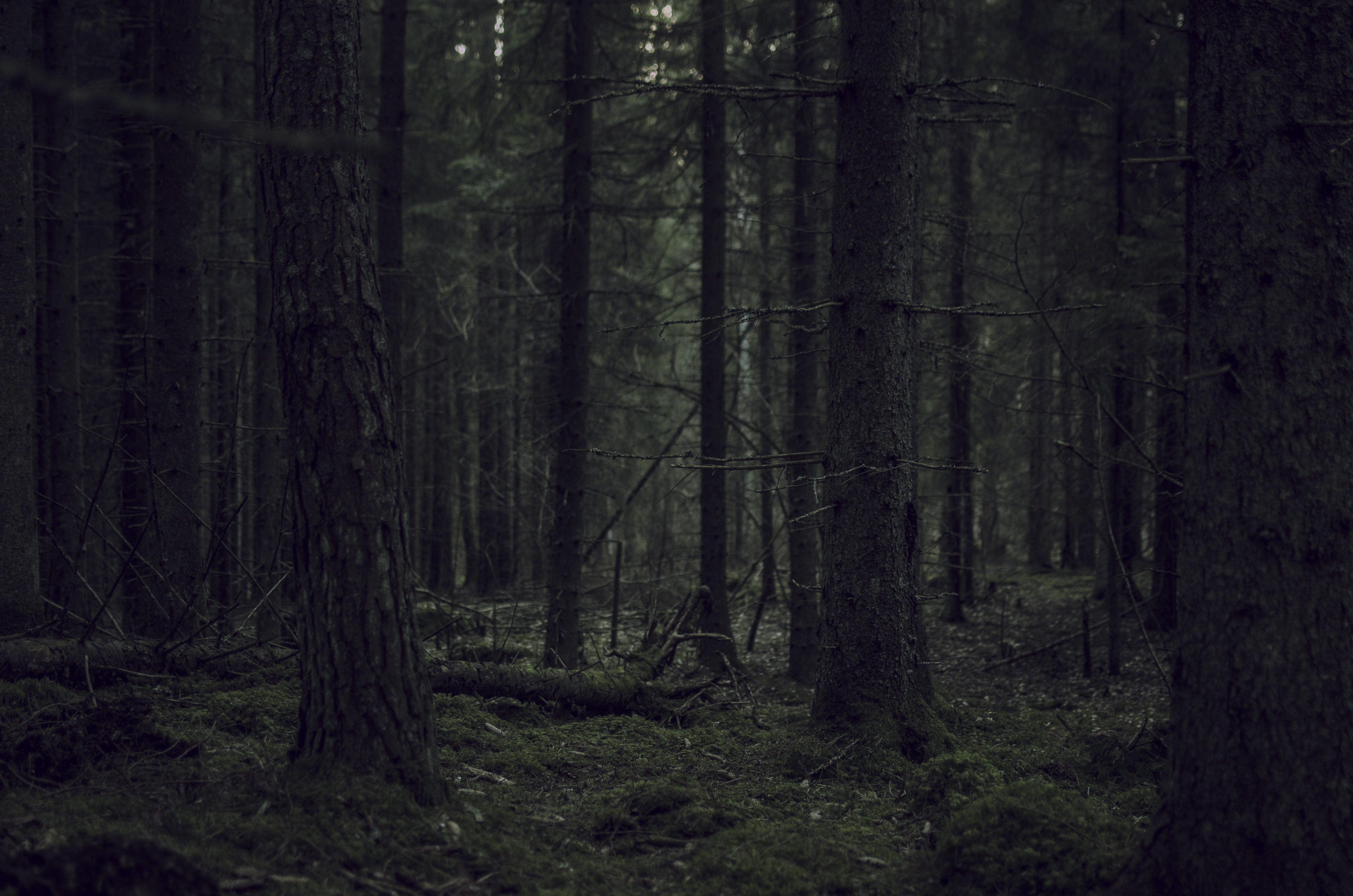 land, trunk, plant, spooky, forest, non-urban scene, tranquil scene, woods, growth, forrest, 4K, landscape, tranquility, tree, sweden, nature, scenics - nature, HD Wallpaper