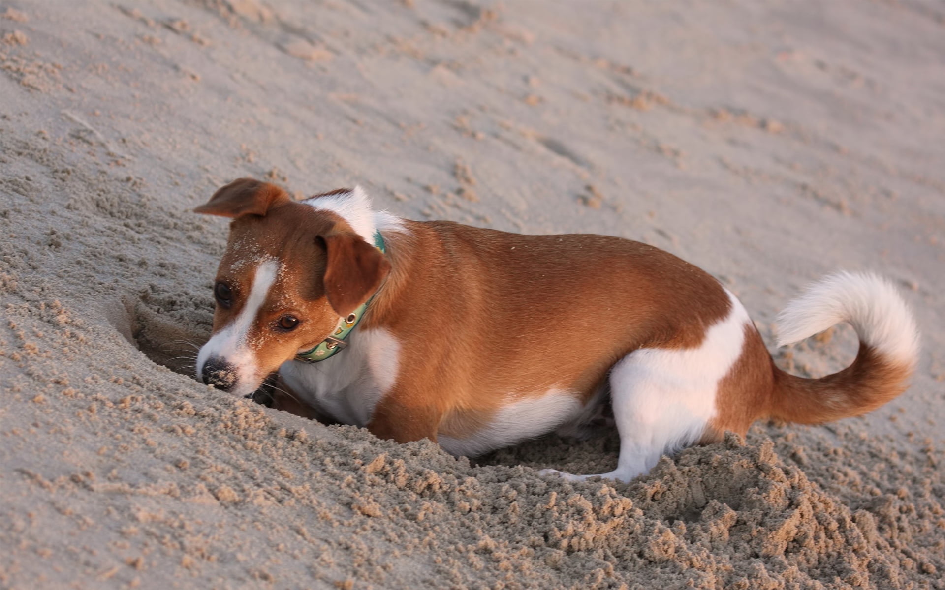 summer, dog, outdoors, hole, vertebrate, friendship, dogs, land, sand, 1080P, pets, young Animal, animal, nature, looking, beach, coated, purebred Dog, HD Wallpaper