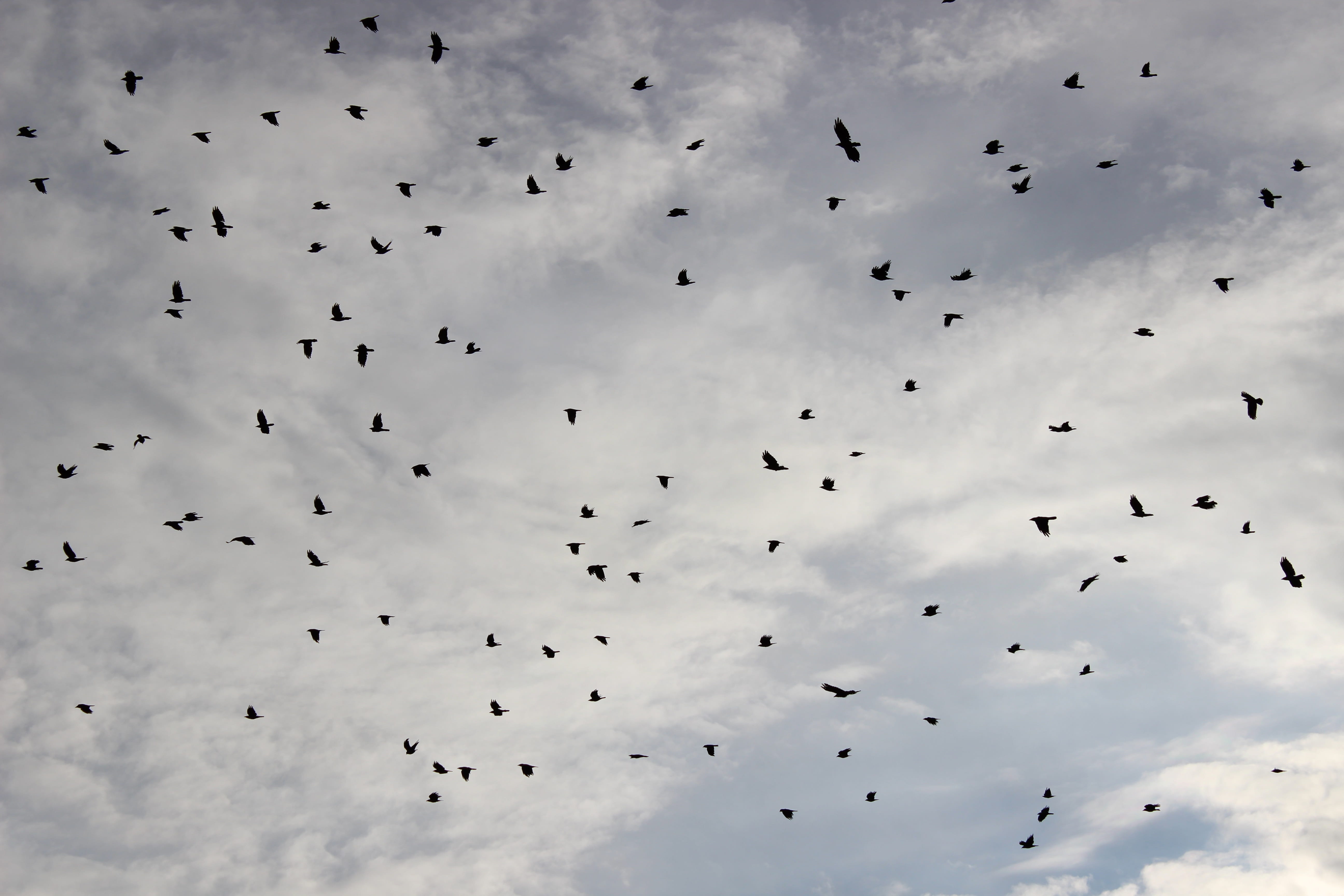 animal wildlife, animal, swarm, low angle view, 5K, animal world, eagle, crow, animals in the wild, black, nature, beauty in nature, winter, group of animals, HD Wallpaper