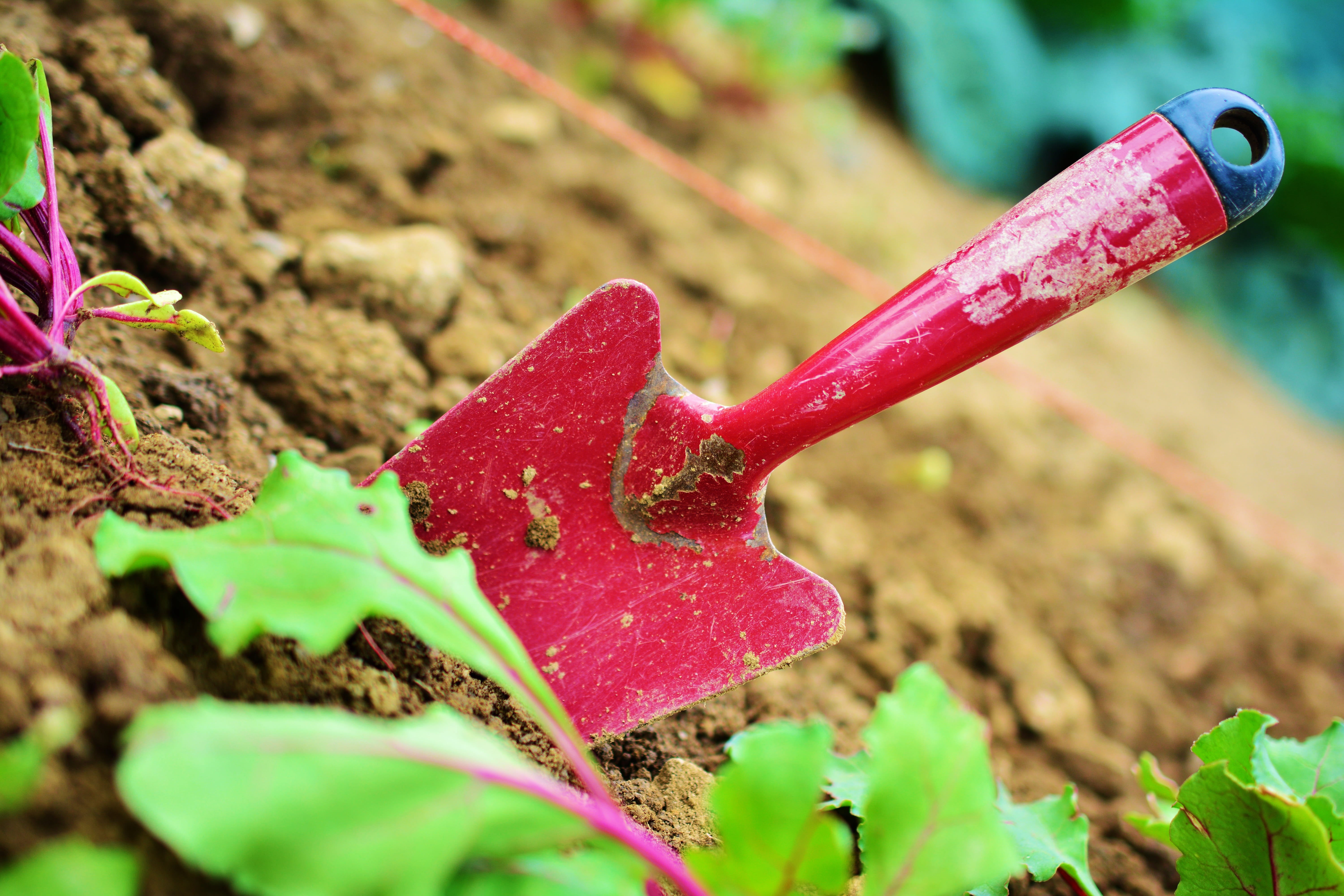 rake, vegetable Garden, Garden, cultivated, no people, trowel, flower, growth, gartenland, seedling, leaf, springtime, red, Plant, shovel, focus on foreground, HD Wallpaper