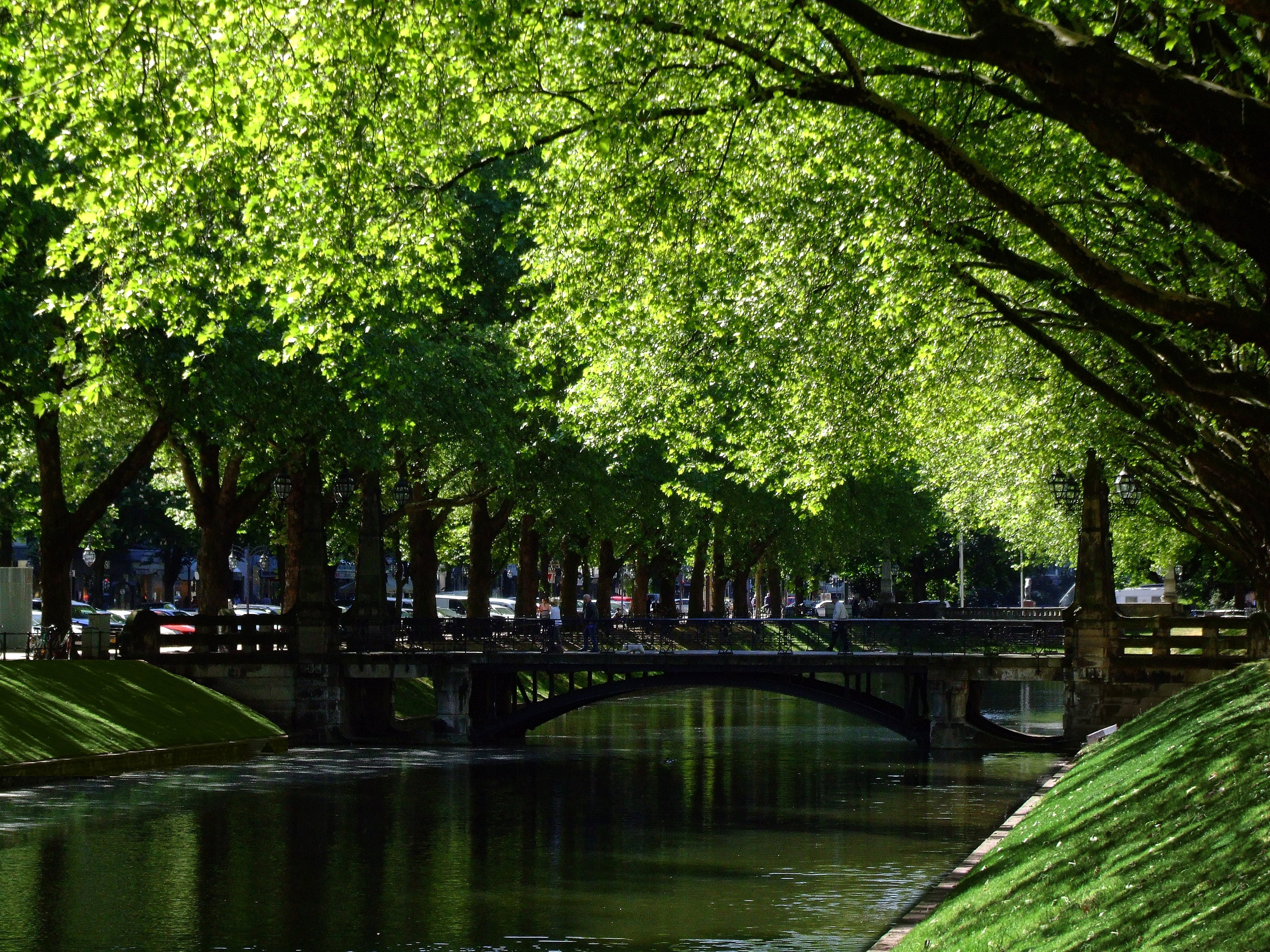 dig kö, tree, transportation, germany, königsallee düsseldorf, growth, green color, outdoors, branch, footbridge, nature, reflection, ornamental pond, park, HD Wallpaper