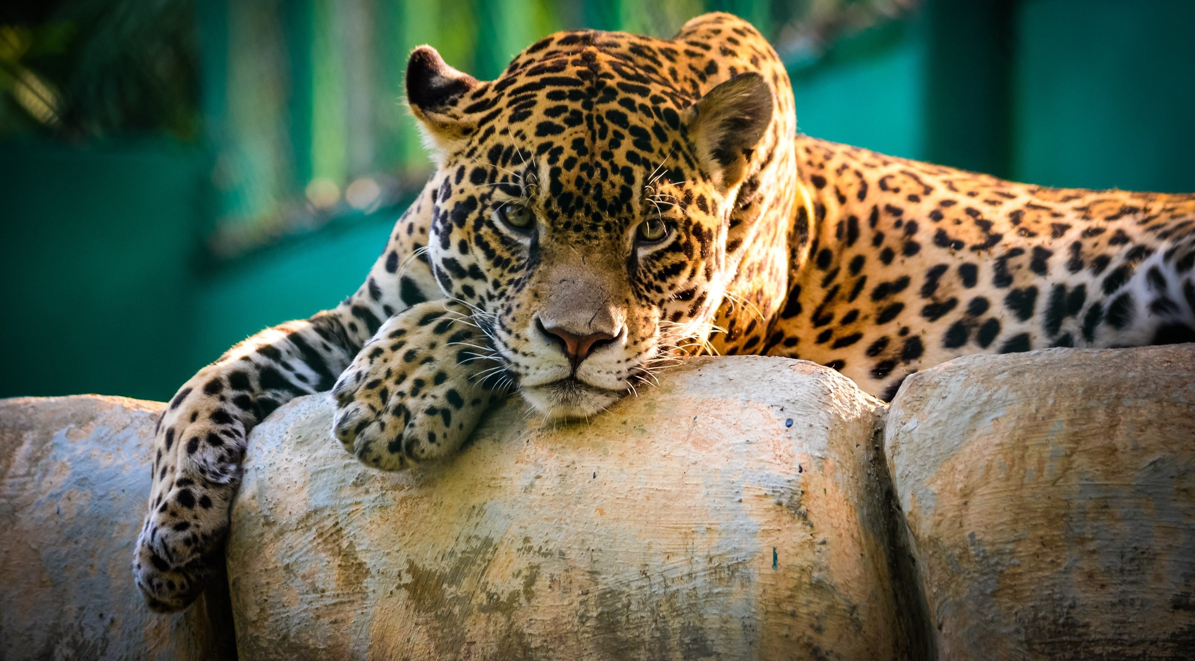 animal wildlife, Panthera onca, animal, one animal, onça-pintada, undomesticated cat, cat, safari, carnivora, vertebrate, animal beauty, leopard, beige, HD Wallpaper
