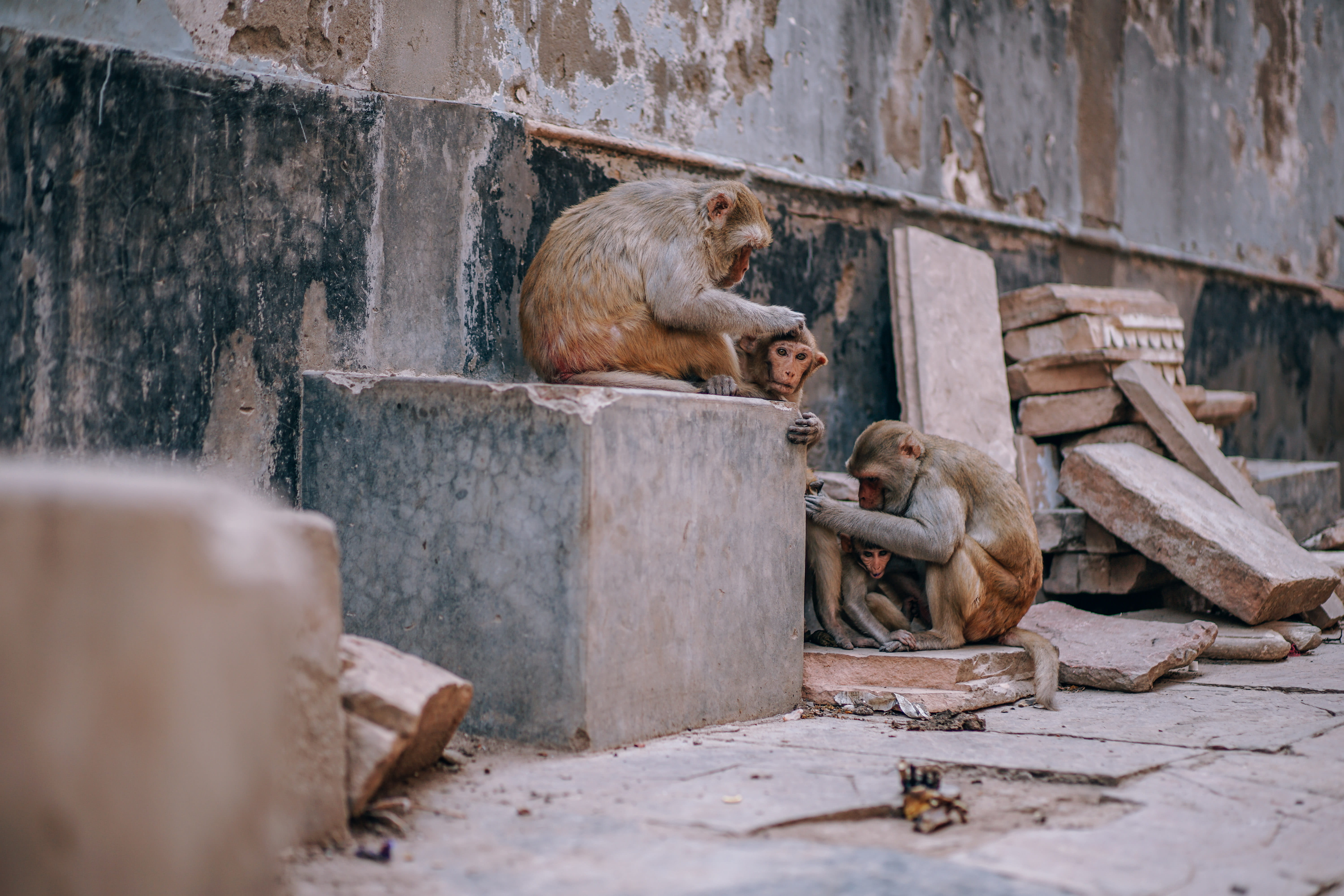 selective focus, ape, wildlife, two animals, wall - building feature, no people, baboon, stone, grey, 5K, group of animals, wood, mammal, monkeys, animal themes, HD Wallpaper