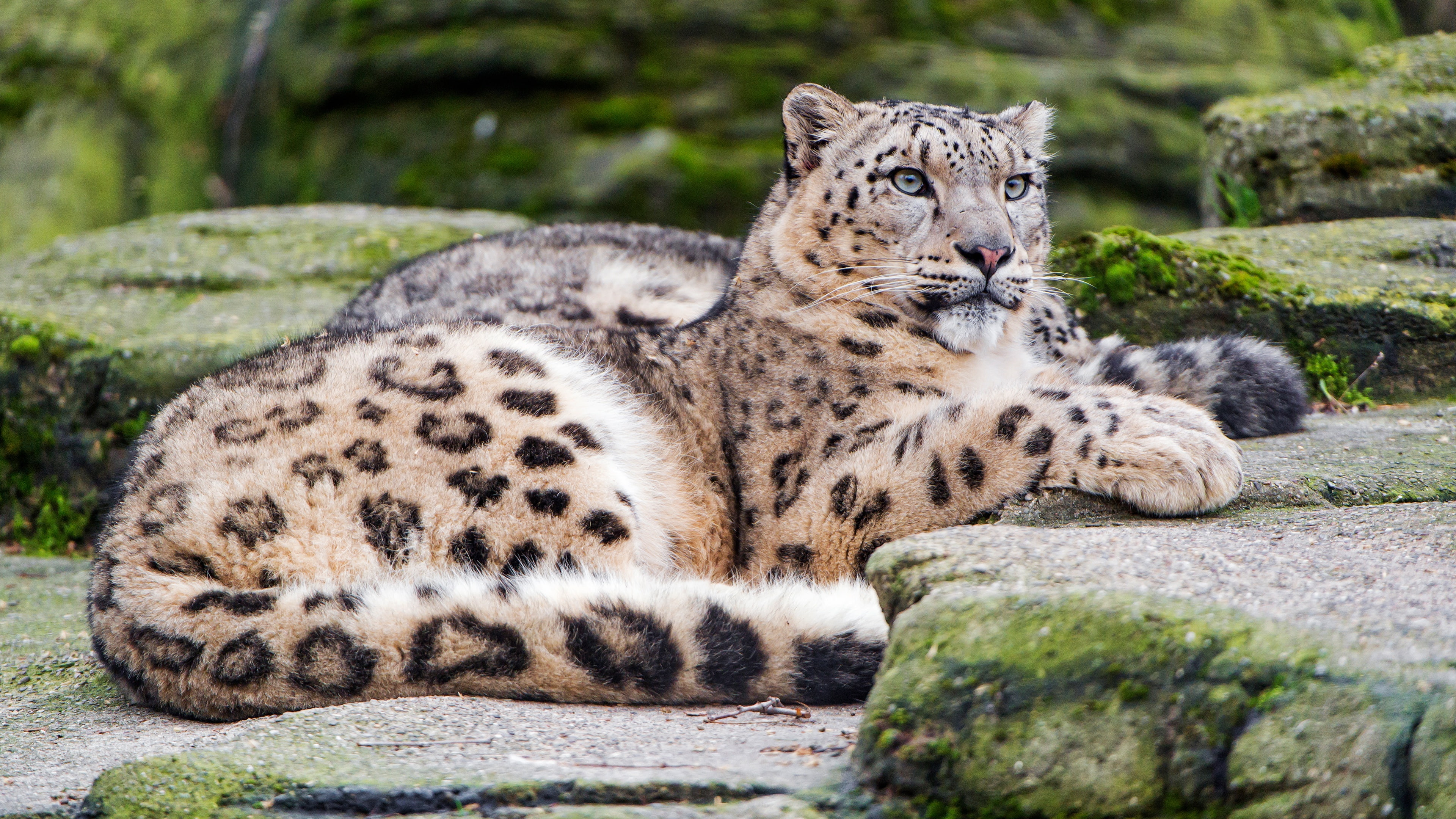 snow, 4K, pose, wild cats, nature, zoo, stones, bars, cats, look, luxury, lies, snow leopard, spotted, HD Wallpaper
