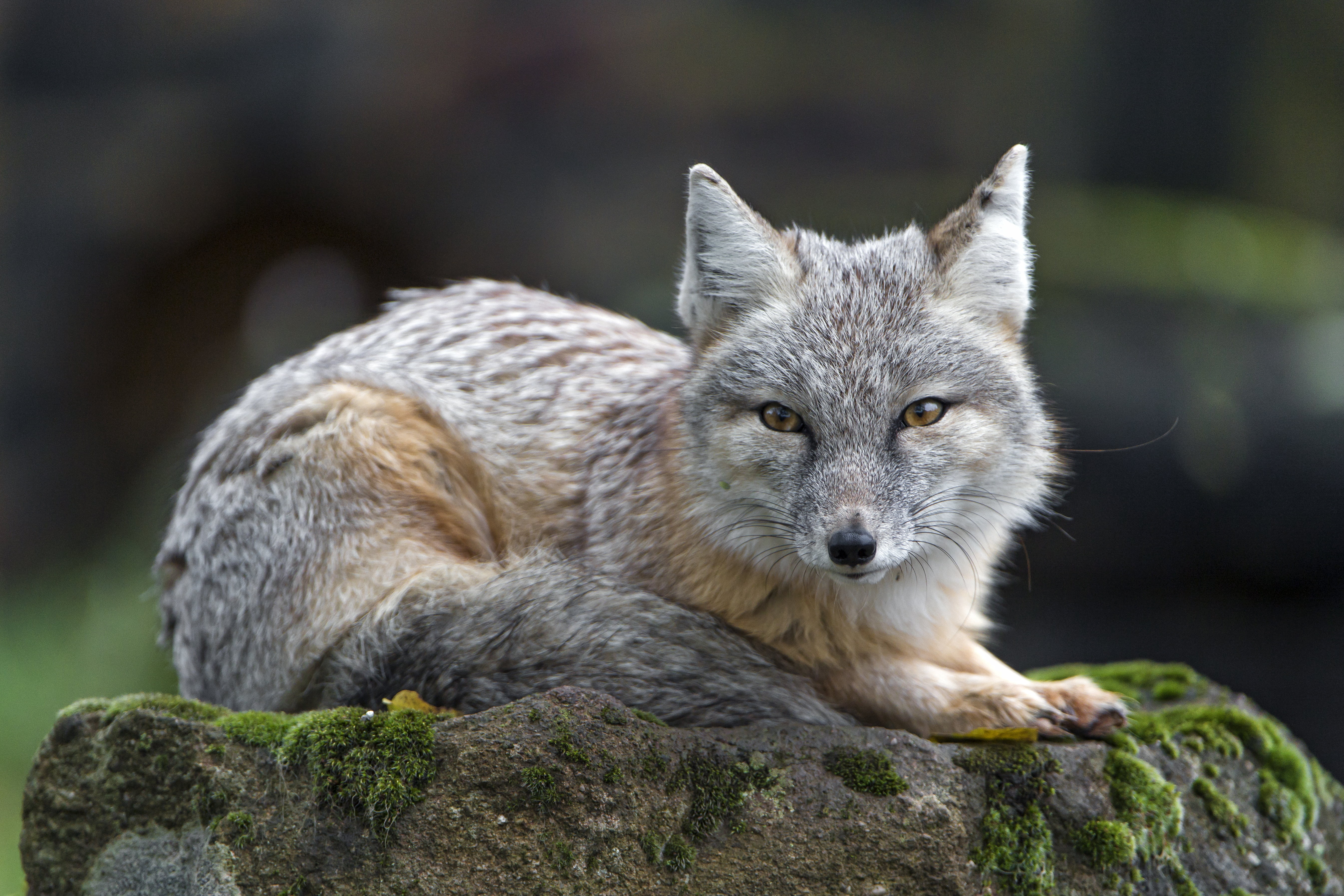 nature, mammal, corsac  fox, germany, zoo, rock, gray, nikon  d5, posing, corsac, portrait, saarbrücken, stone, cute, brown, 5K, animal, wildlife, corsac fox, HD Wallpaper