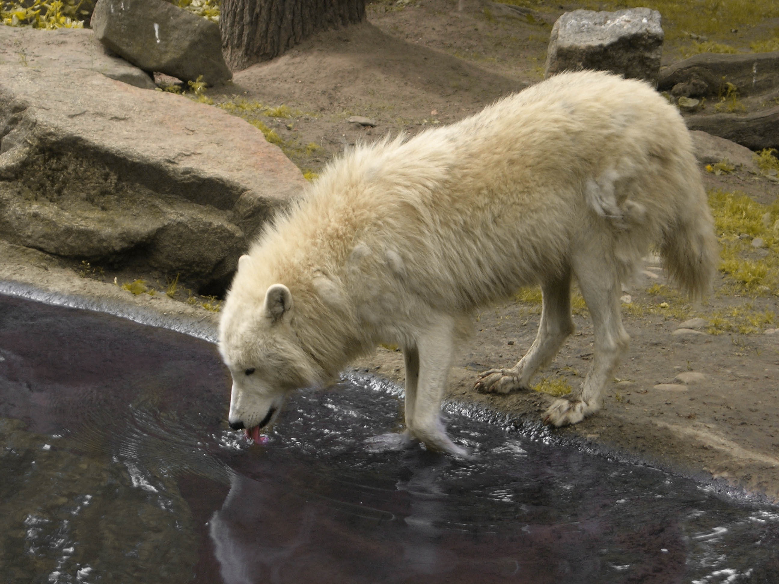 no people, stream, animal wildlife, germany, rock - object, mammal, outdoors, day, wildlife, drinking, pond, wild, nature, animal, vertebrate, drink, rock, HD Wallpaper