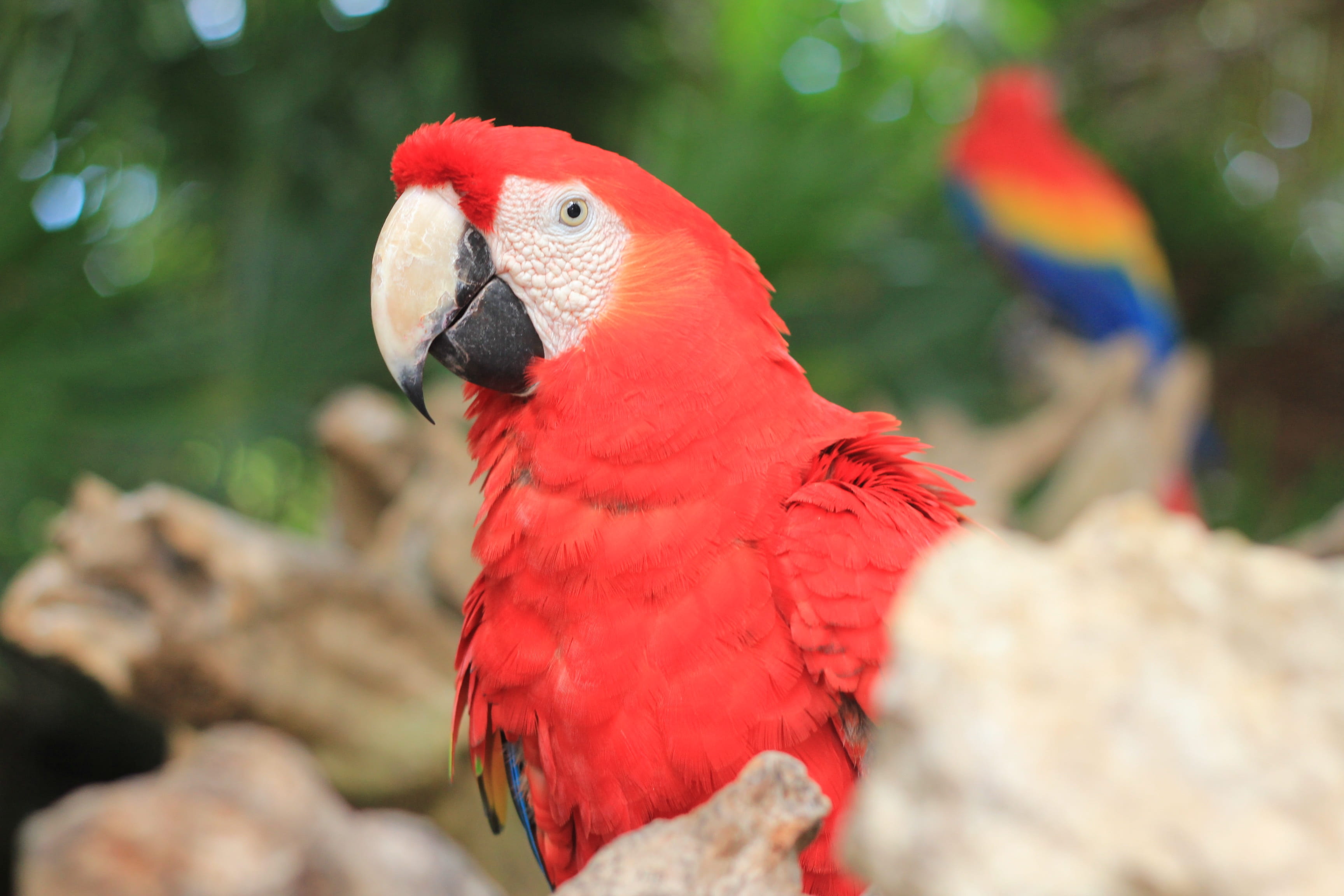 red, nature, colors, scarlet macaw, no people, beak, parrot, xcaret, close-up, animal wildlife, animal head, photography, focus on foreground, captivity, HD Wallpaper