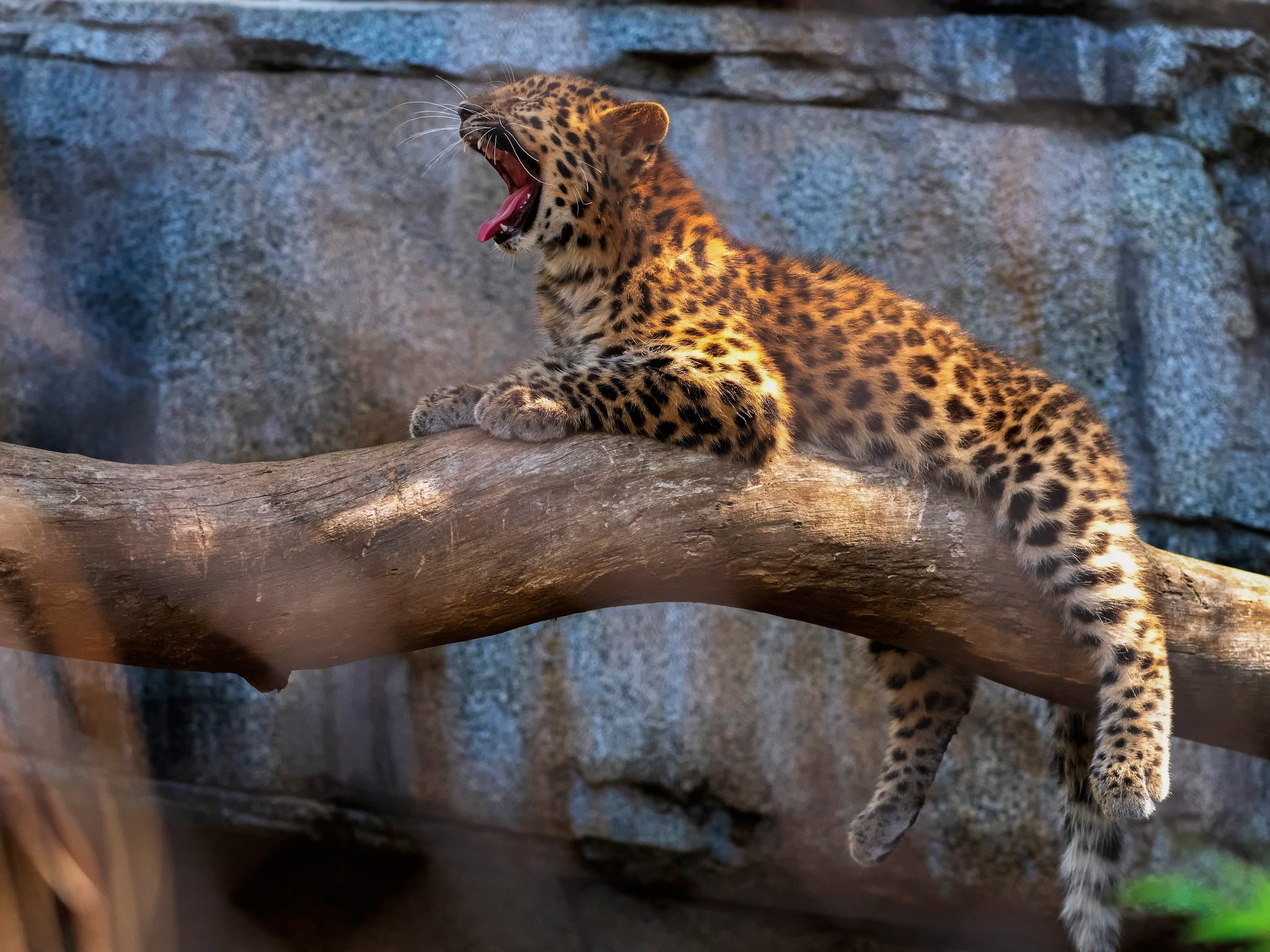 1080P, paws, background, log, pose, tree, cub, leopard, baby, yawns, stones, lies, zoo, HD Wallpaper