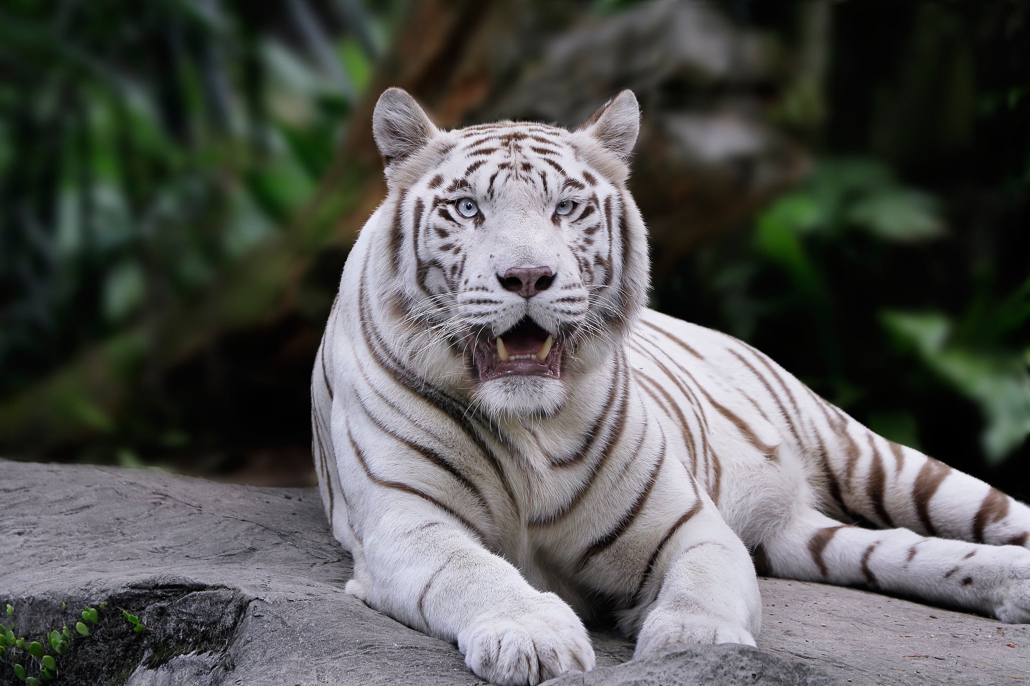 face, bokeh, white, lies, stone, the dark background, zoo, mouth, pose, paws, 1080P, tiger, look, HD Wallpaper