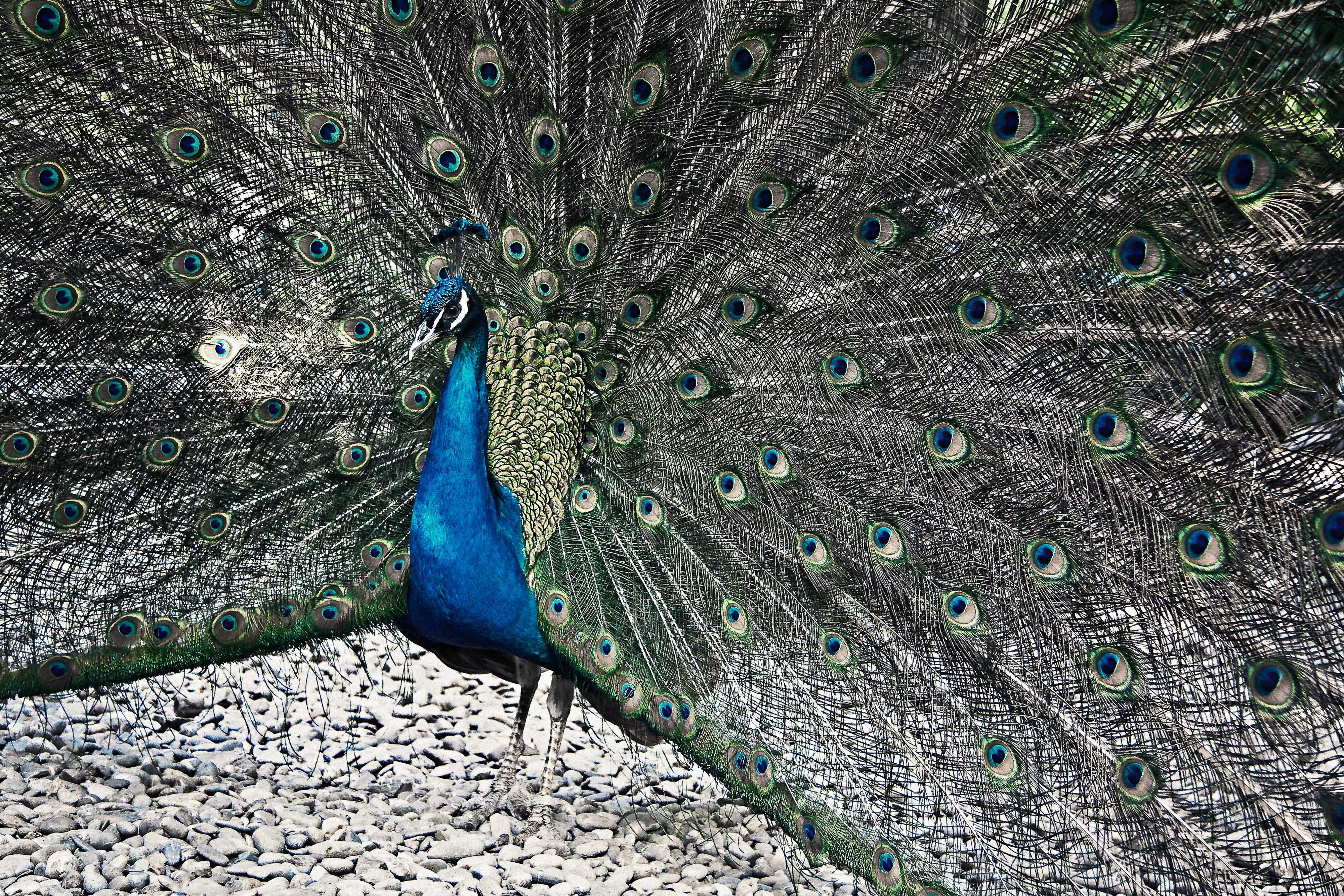 4K, wings, feather, tale, bird, zoo, animal, one animal, outdoors, no people, fanned out, pheasant pheasant, animal head, animal wildlife, green color, HD Wallpaper