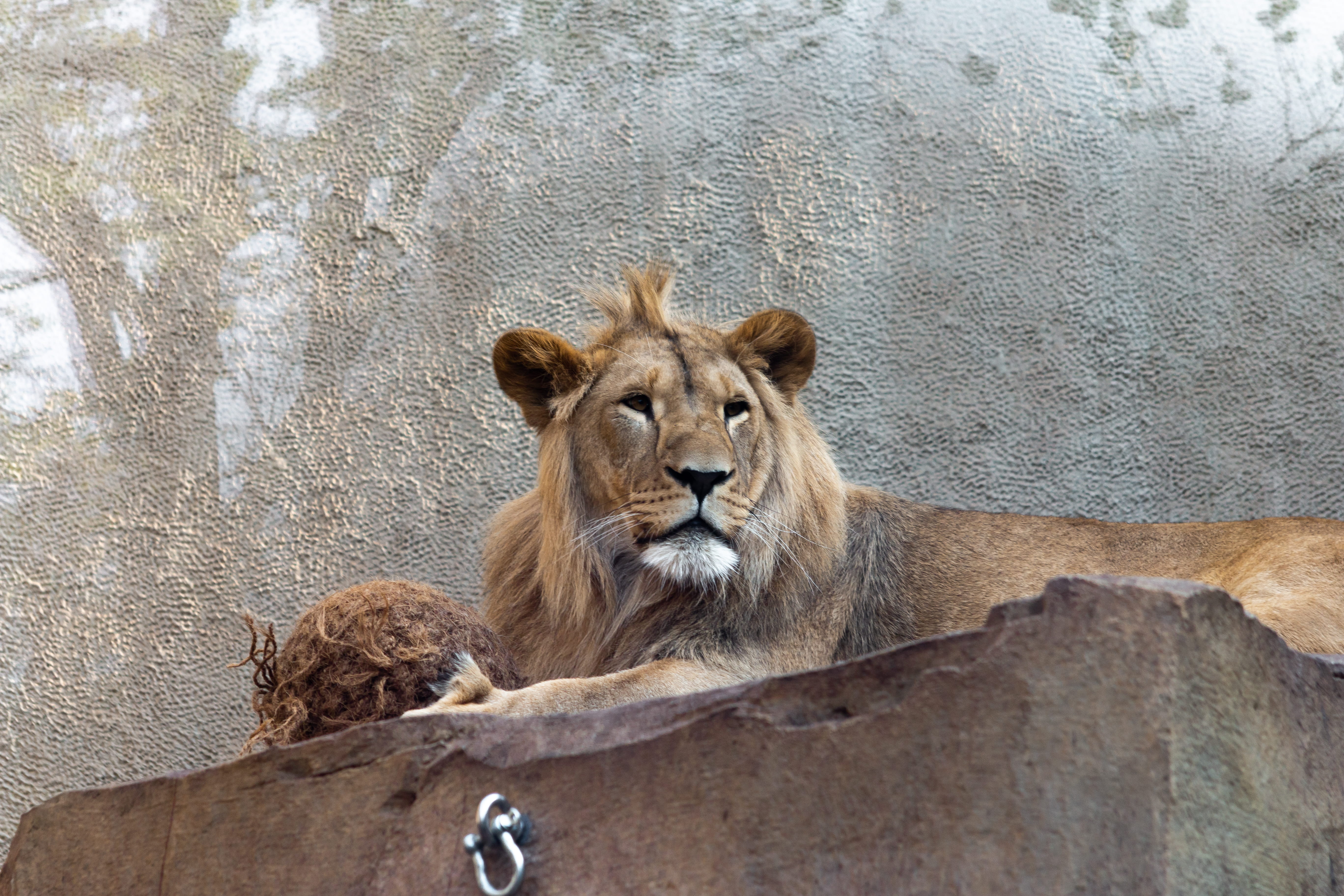 pet, feline, wild life, cat, pets, lioness, sun, vertebrate, animal wildlife, lion wild, relaxation, animals in the wild, slate, wildlife, one animal, no people, HD Wallpaper