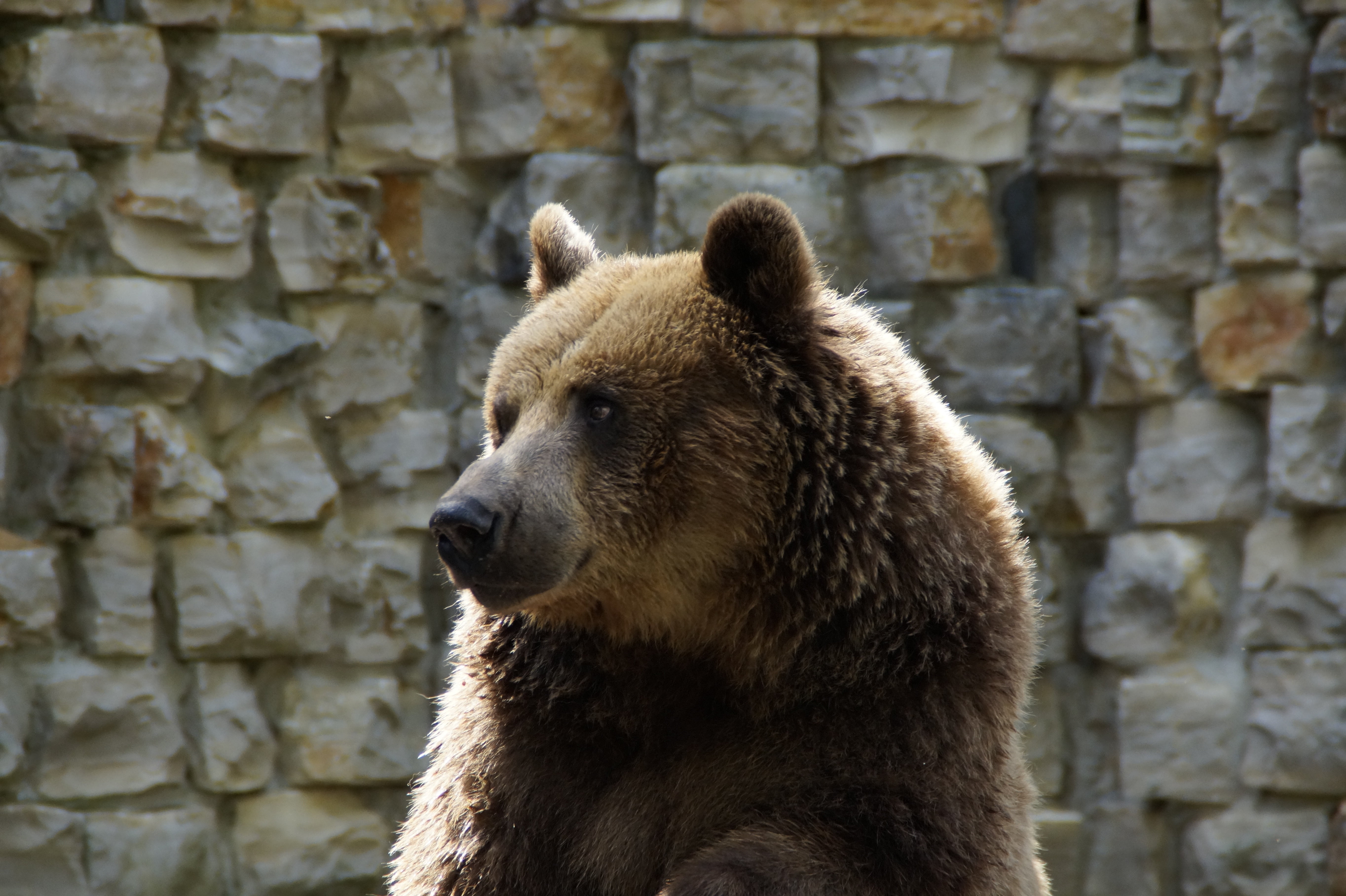 wall, one animal, fur, bear, large, teddy, master petz, 5K, looking away, looking, animal body part, profile view, day, head, outdoors, animal, grizzly bear, HD Wallpaper