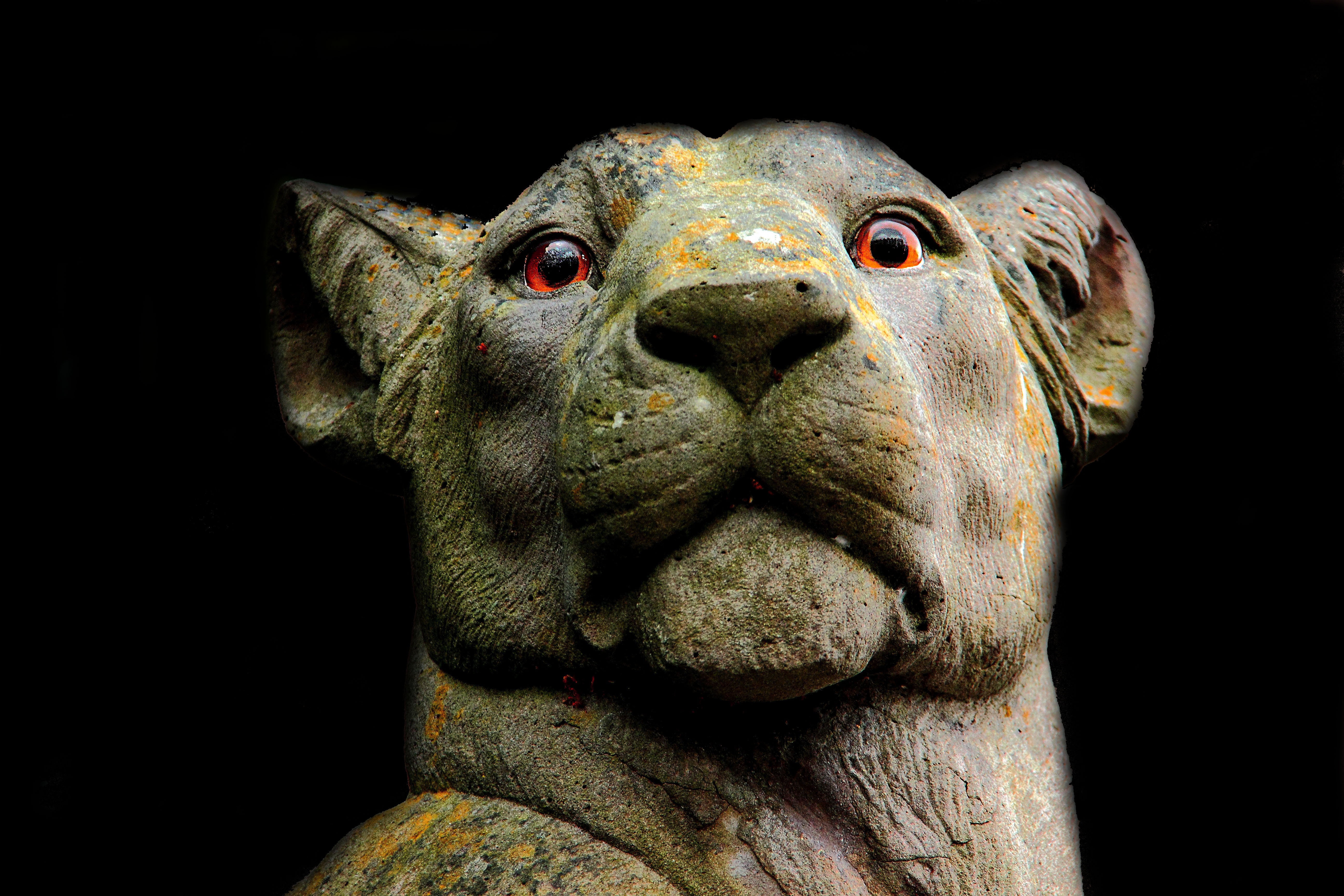 carnivore, animal eye, strength, portrait, eyes, statue, close-up, one animal, danger, leo, lion, nature, animal body part, head, silhouette, zoo, lion head, HD Wallpaper