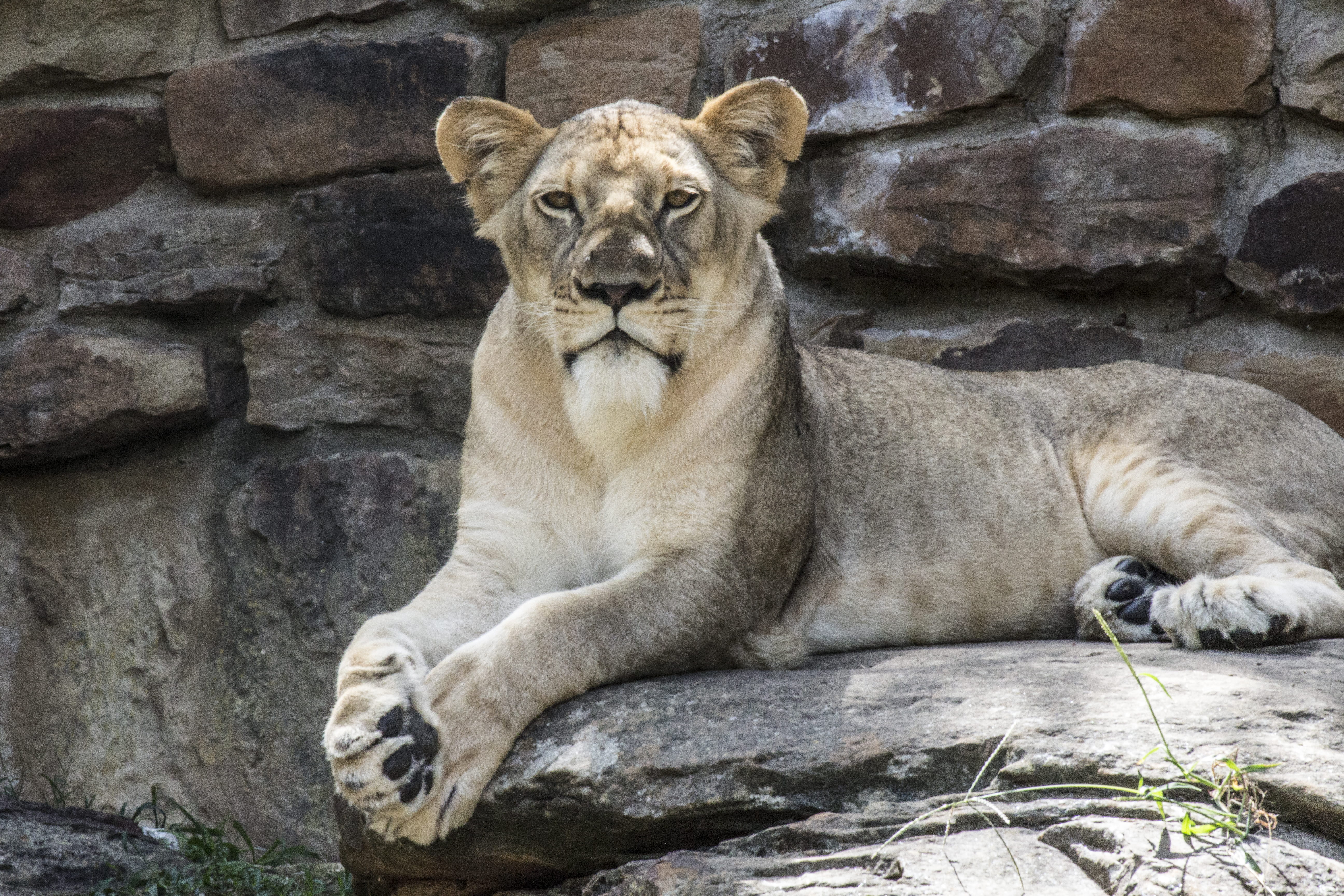 5K, zoo, rock, one animal, laying, vertebrate, stone wall, animal themes, undomesticated cat, no people, animals in the wild, gray, lion - feline, mammal, HD Wallpaper