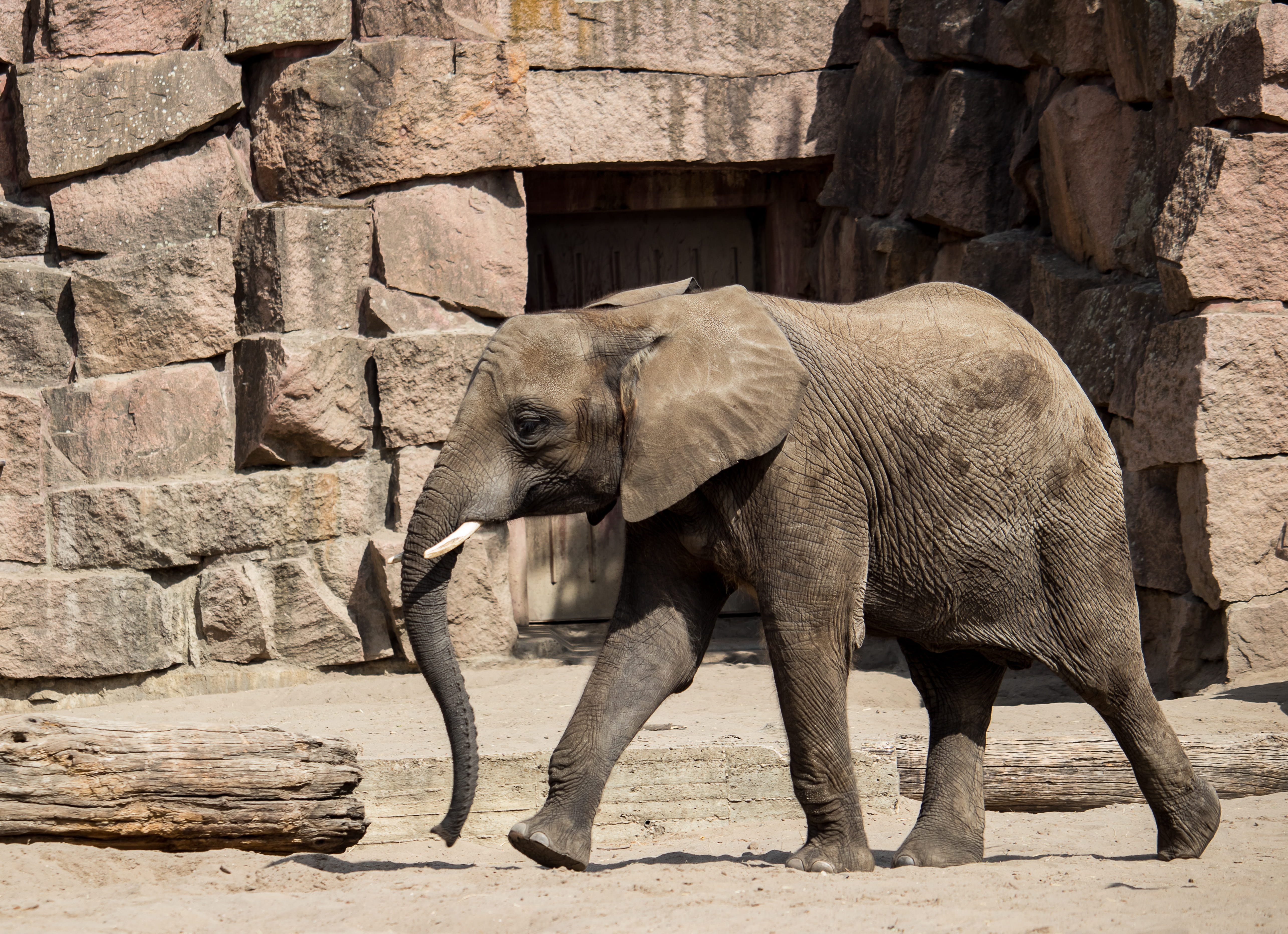 5K, elephant, animal world, africa, animals in the wild, animal, one animal, nature, no people, vertebrate, mammal, herbivorous, animal trunk, stone wall, HD Wallpaper