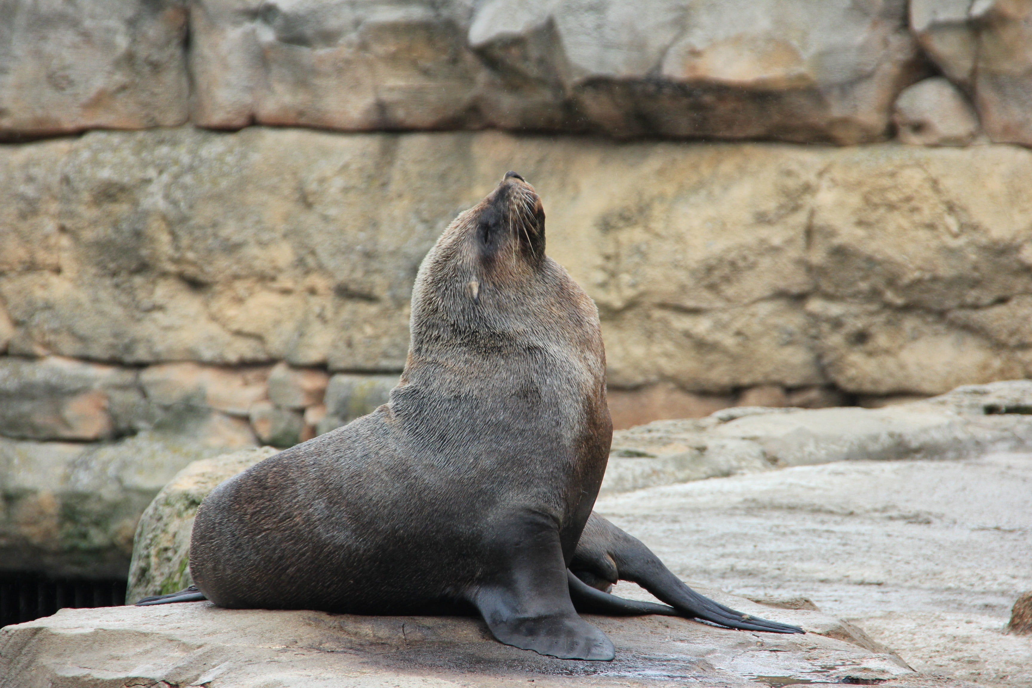 animal wildlife, whisker, underwater, no people, day, animal, animal world, wall - building feature, mammal, sitting, animal themes, wall, seal, nature, HD Wallpaper