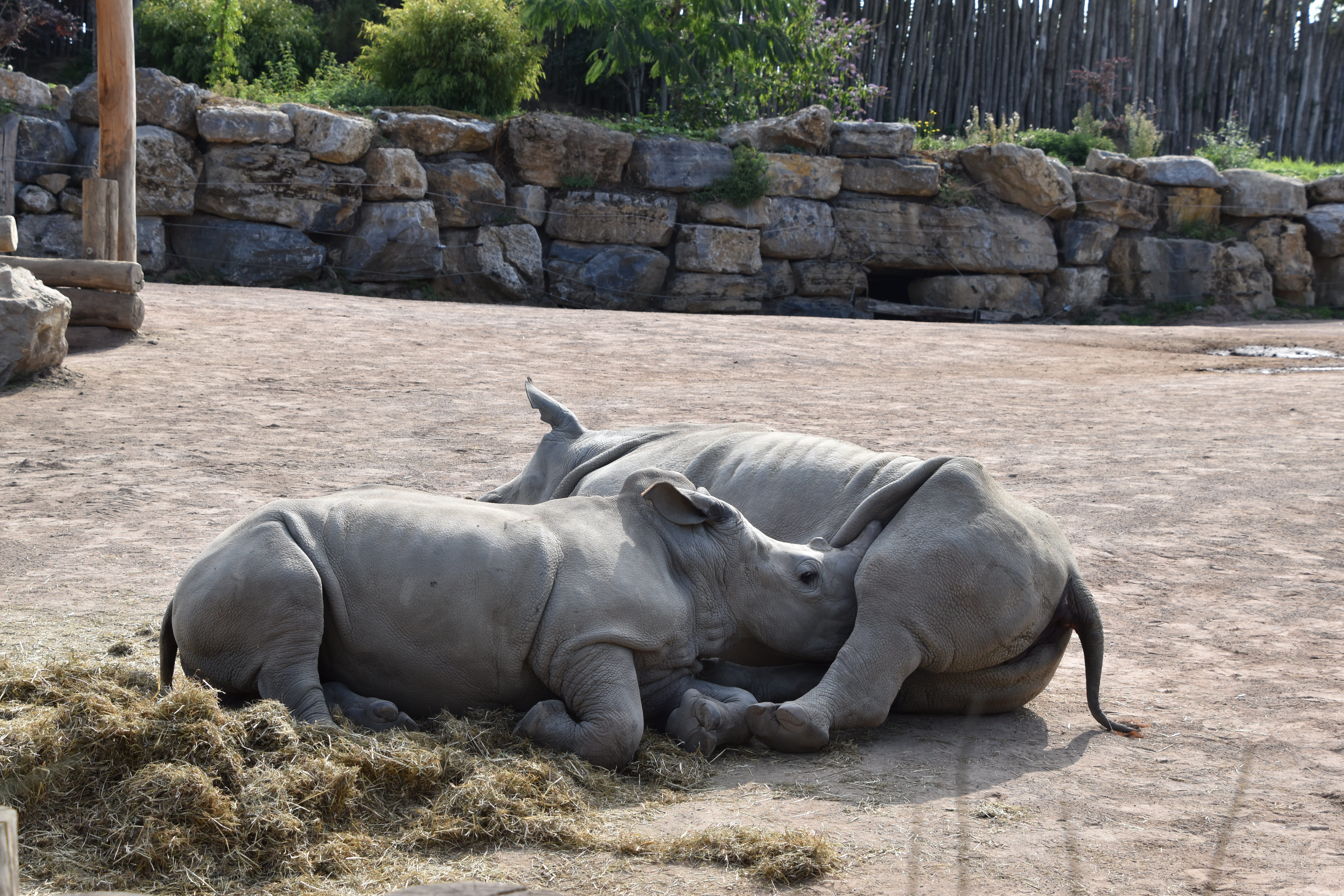 zoo, rock, group of animals, domestic animals, nature, relaxation, vertebrate, mammal, animal, rock - object, mom, fauna, 5K, animal themes, horns, no people, HD Wallpaper