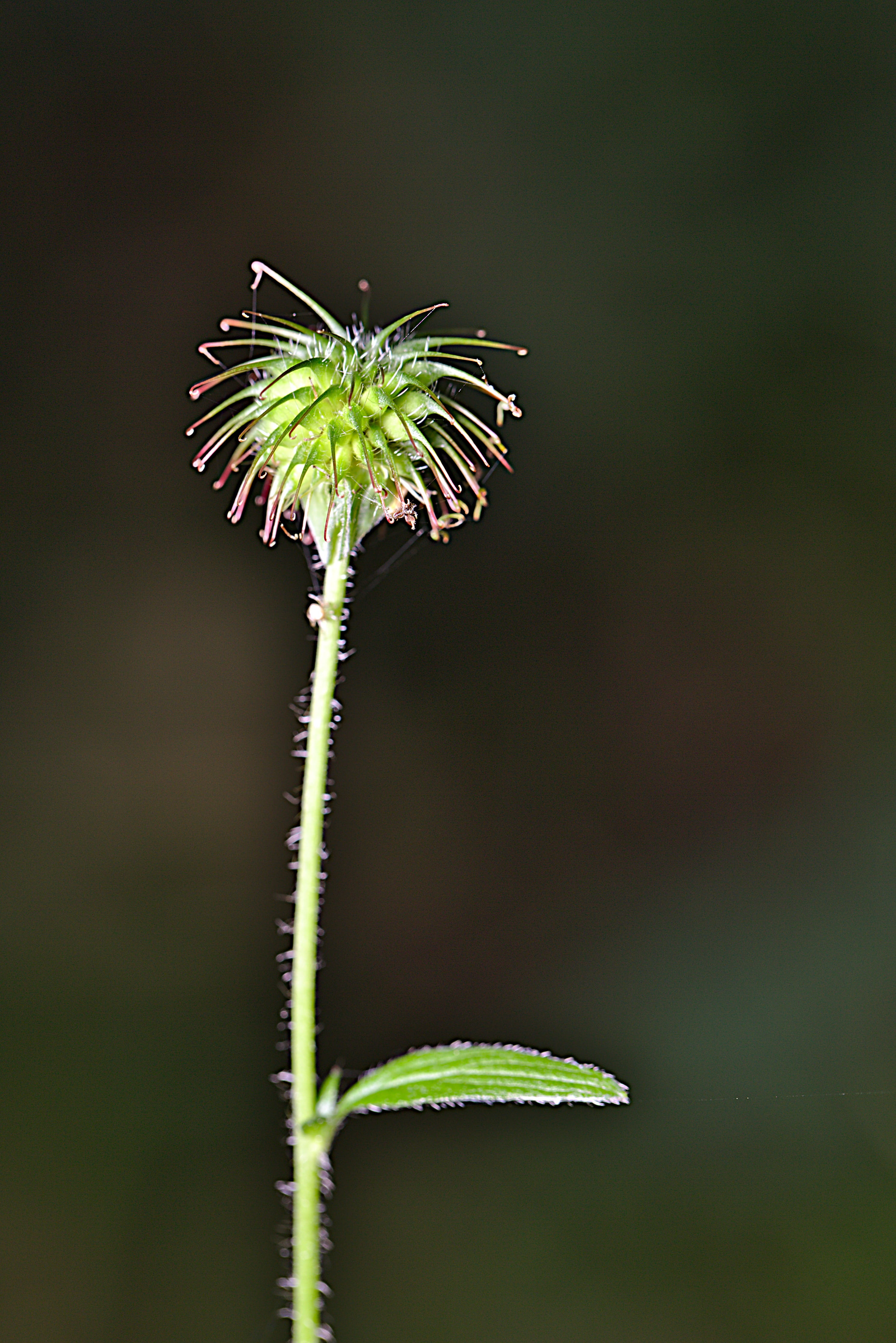 growth, day, close-up, close up, summer, green, fragility, leaf, green color, seeds, nature, 4K, freshness, plant part, vulnerability, sepal, plant stem, Phone HD Wallpaper