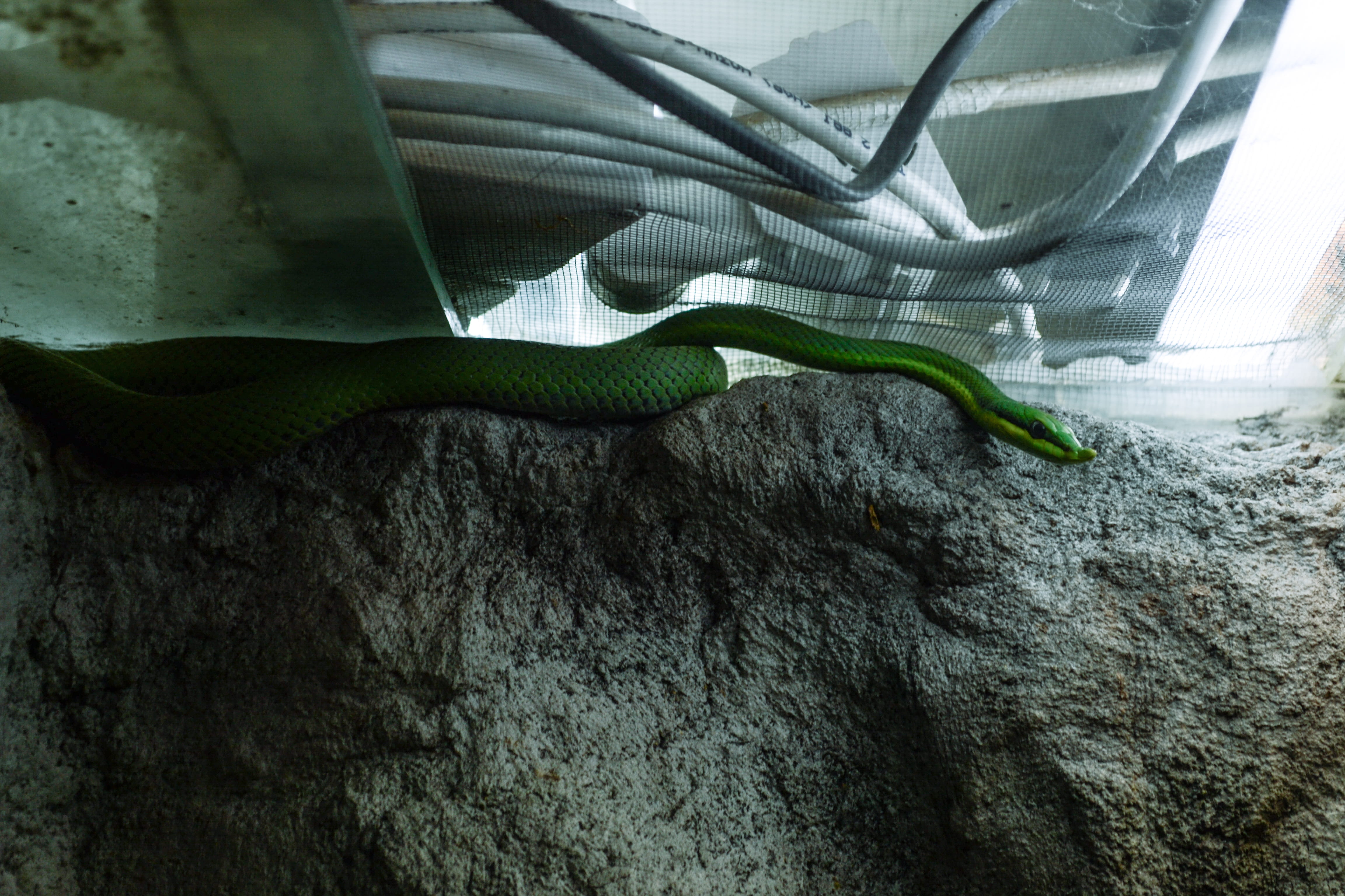 nature, photography, nose, green, relaxing, green snake, no people, growth, creepy, reptile, plant, indoors, photo, vertebrate, leaf, animal wildlife, snake skin, HD Wallpaper