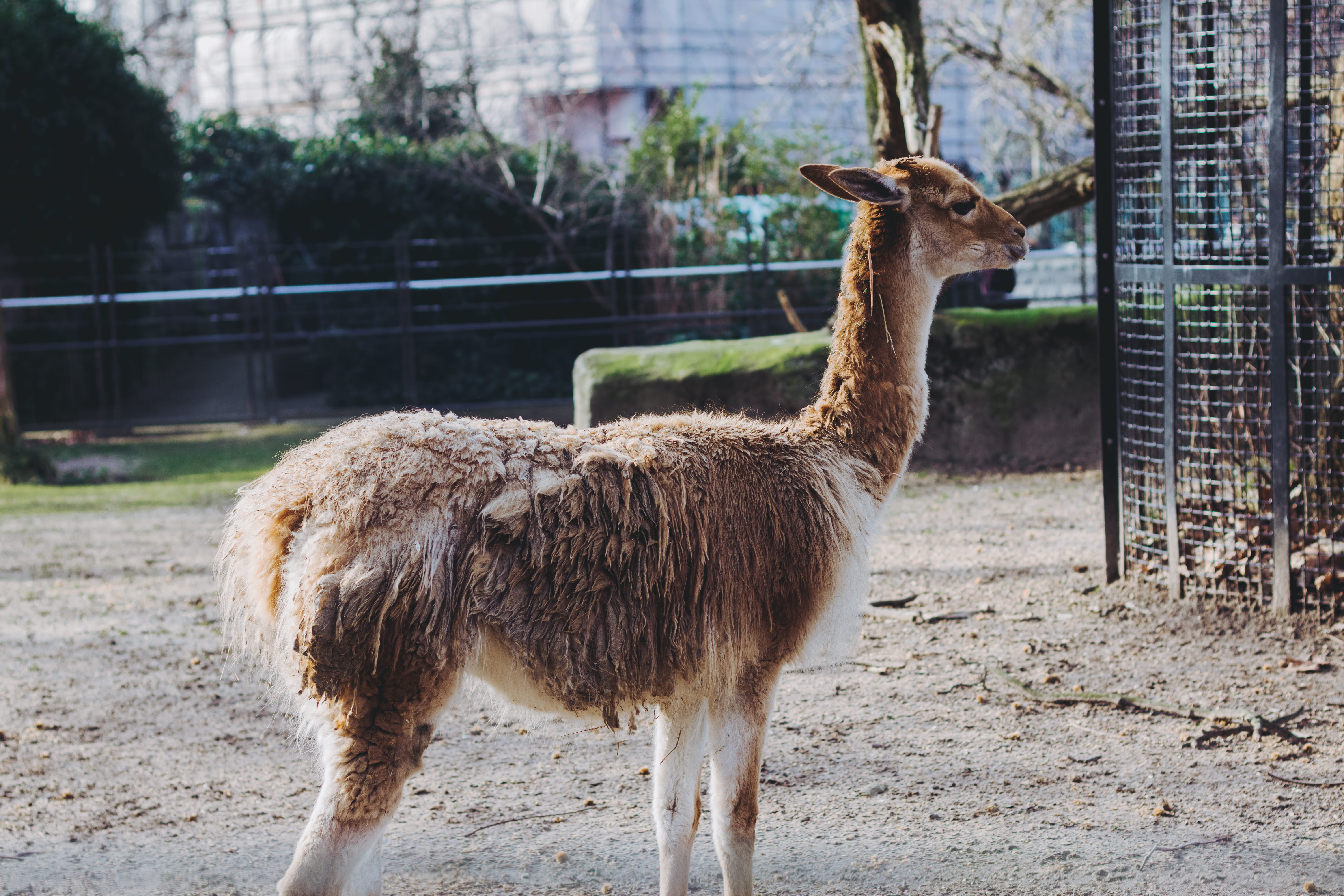 antelope, livestock, snout, one animal, animals in the wild, 5K, pets, deer, no people, zoo, peacock, day, kneeling, nature, alpaca, domestic animals, HD Wallpaper