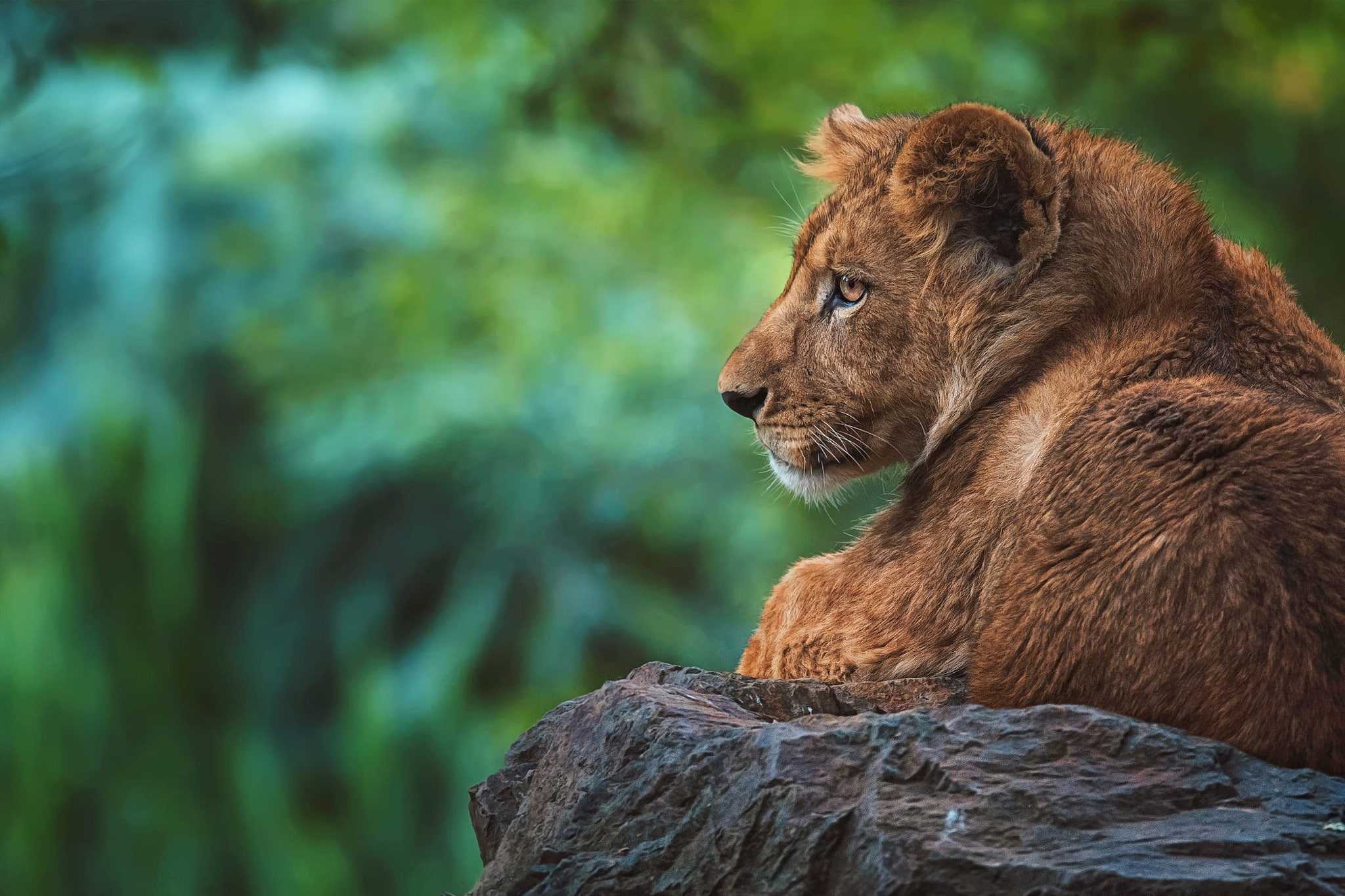 zoo, bokeh, lion, Leo, 1080P, teen, portrait, stone, green, face, lies, look, profile, background, HD Wallpaper