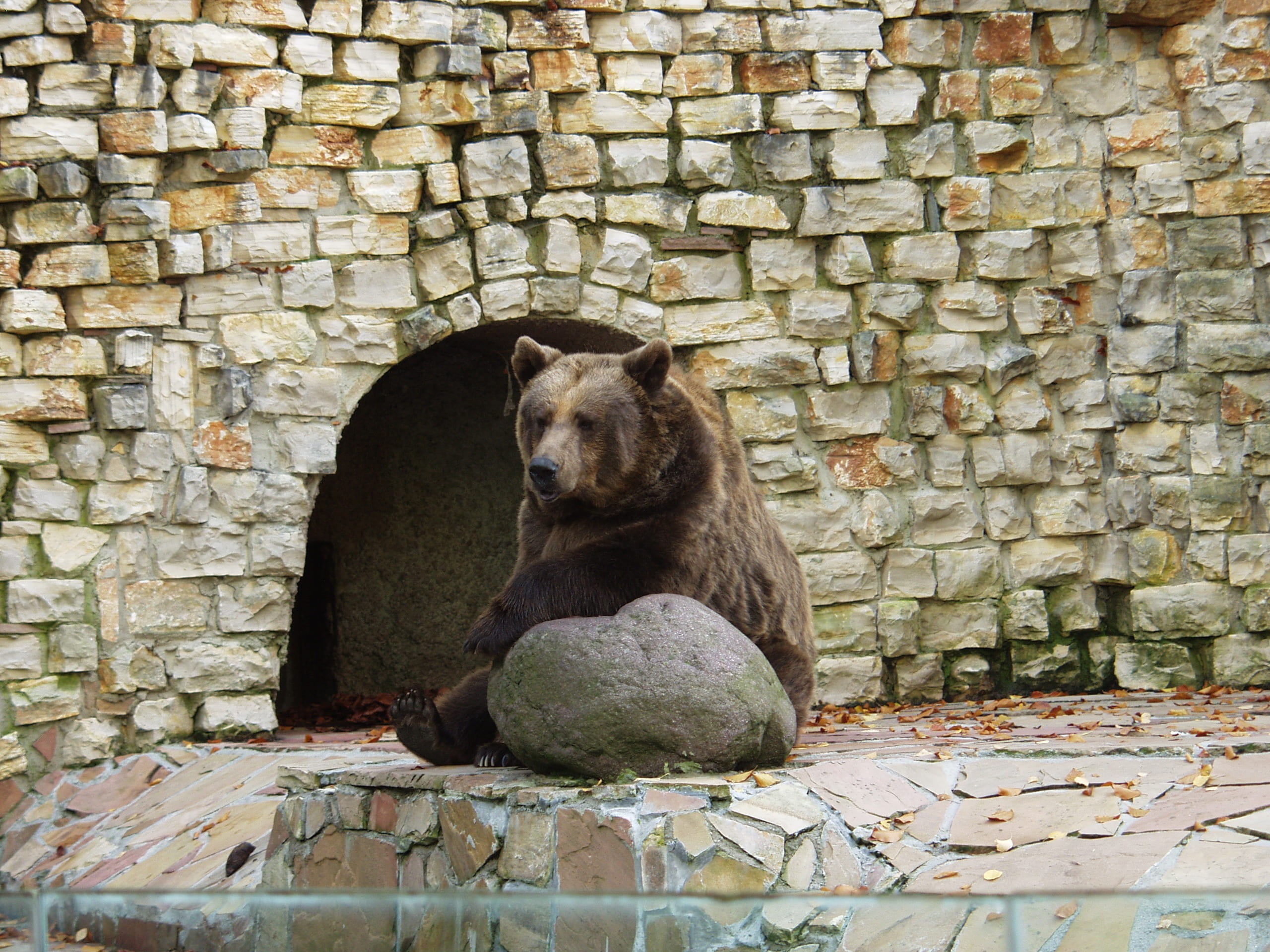 built structure, no people, animal, relaxed, stones, sitting, cozy, looking away, animals in the wild, wall, predator, bear, sit, one animal, 2K, solid, HD Wallpaper