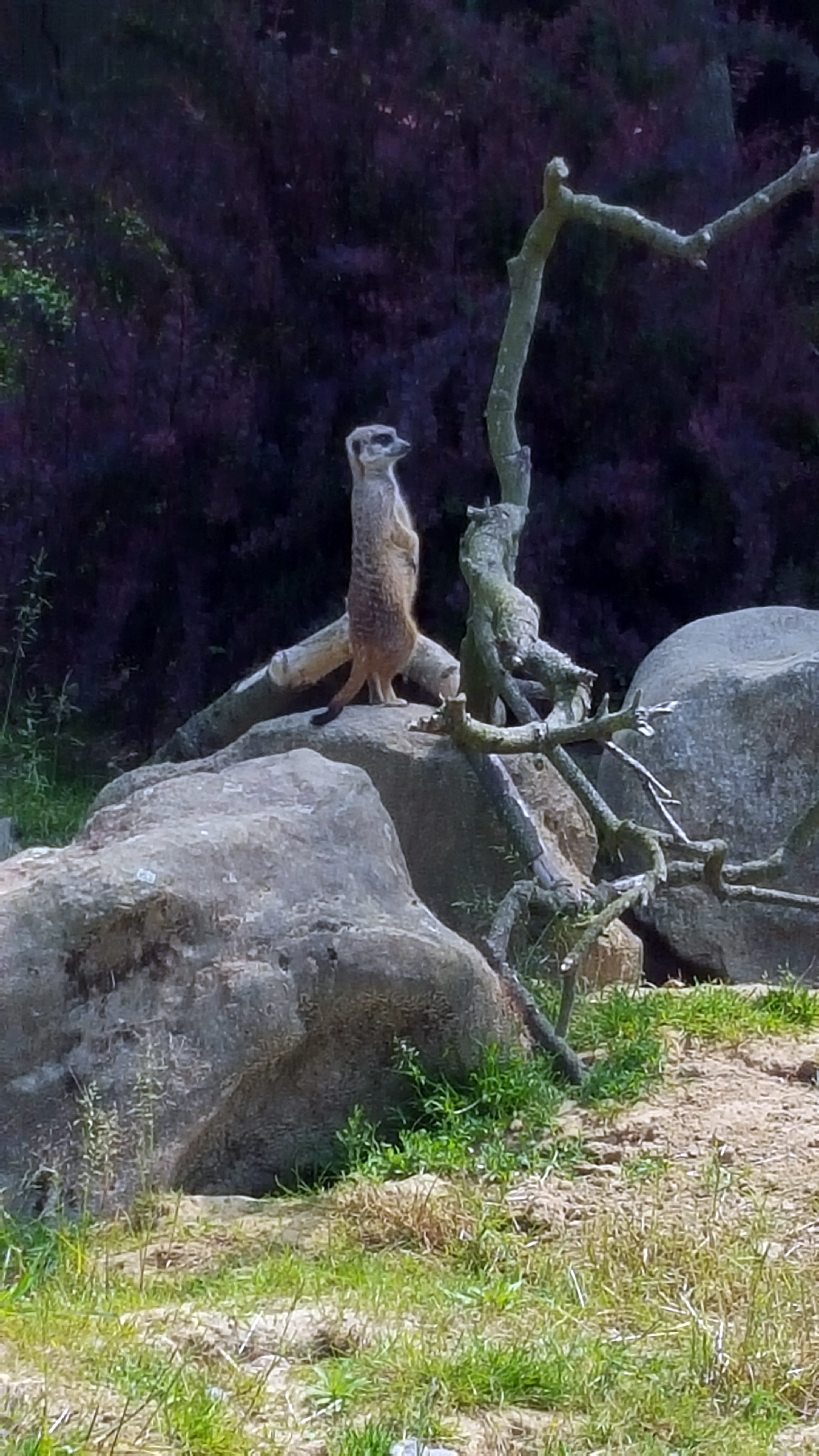 rock, field, outdoors, animal wildlife, Enclosure, wild, solid, Stones, rodent, forest, wildlife photography, Meerkat, rock - object, vertebrate, 5K, animals in the wild, Phone HD Wallpaper