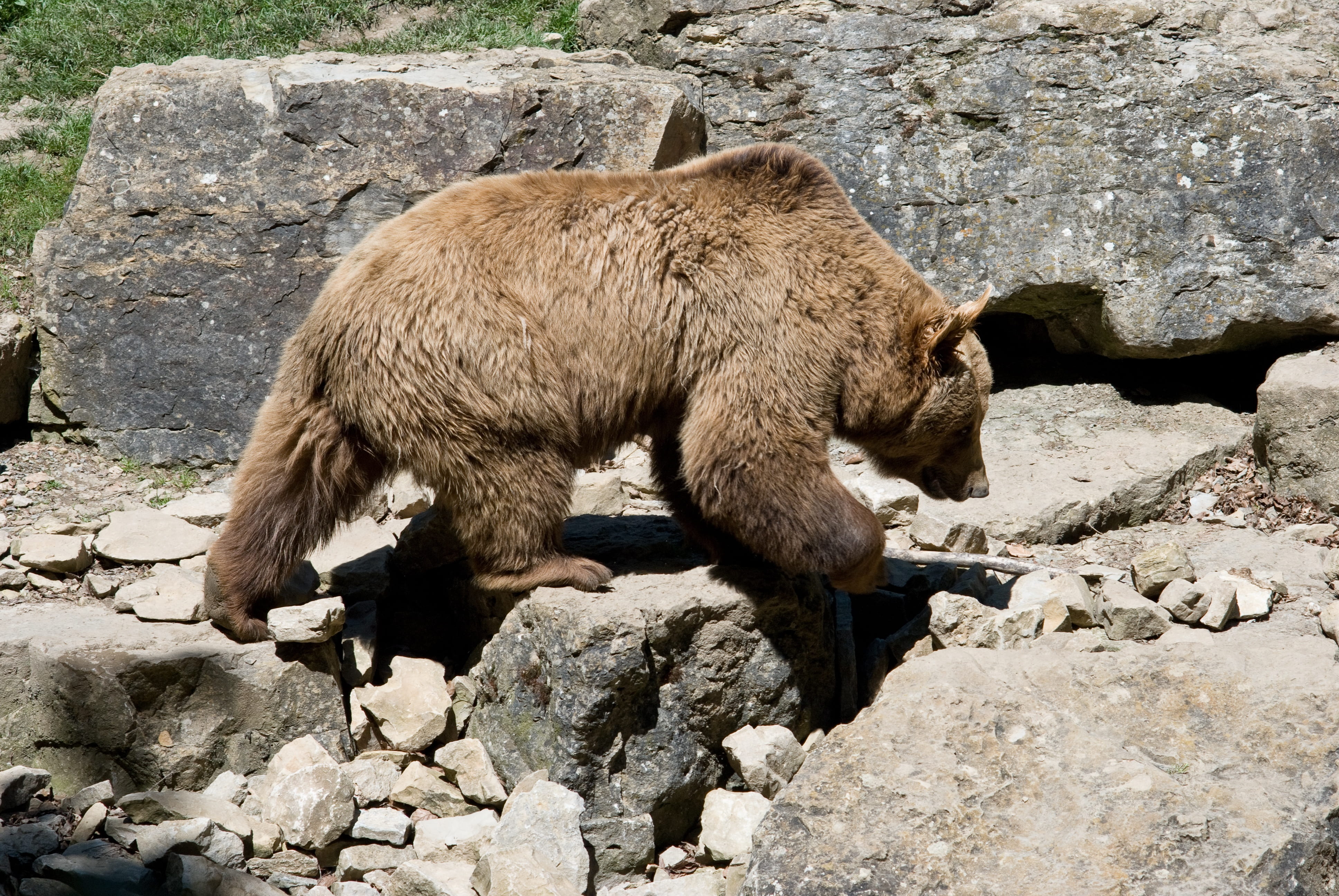 solid, outdoors, fauna, animal, no people, one animal, vertebrate, animals in the wild, mammal, day, zoo, zoology, brown bear, stone - object, brown, animal wildlife, HD Wallpaper