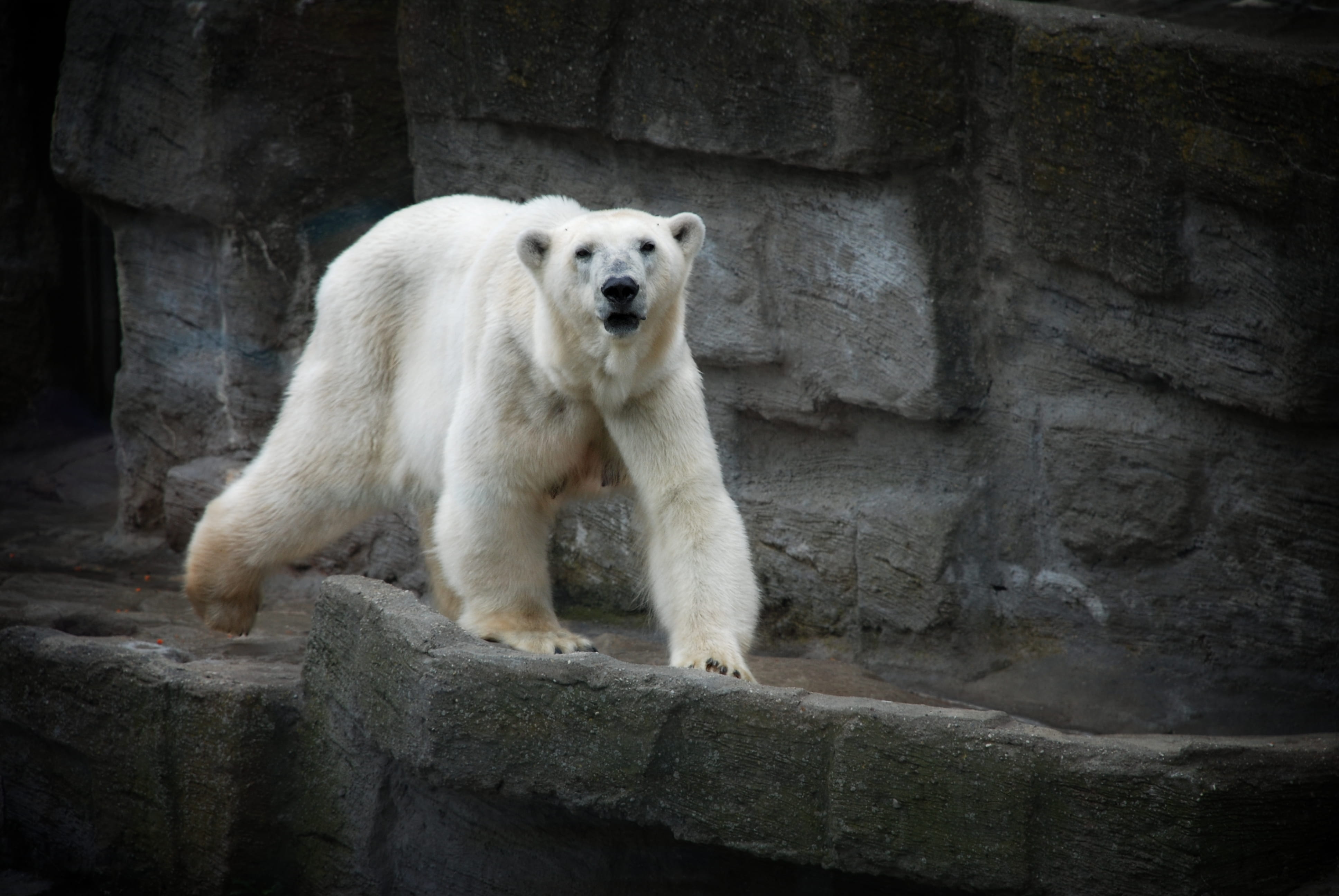 looking, black eye, one animal, claw, animals in the wild, animal, vertebrate, architecture, animals in captivity, concrete, sidewalk, polar bear, infrastructure, HD Wallpaper