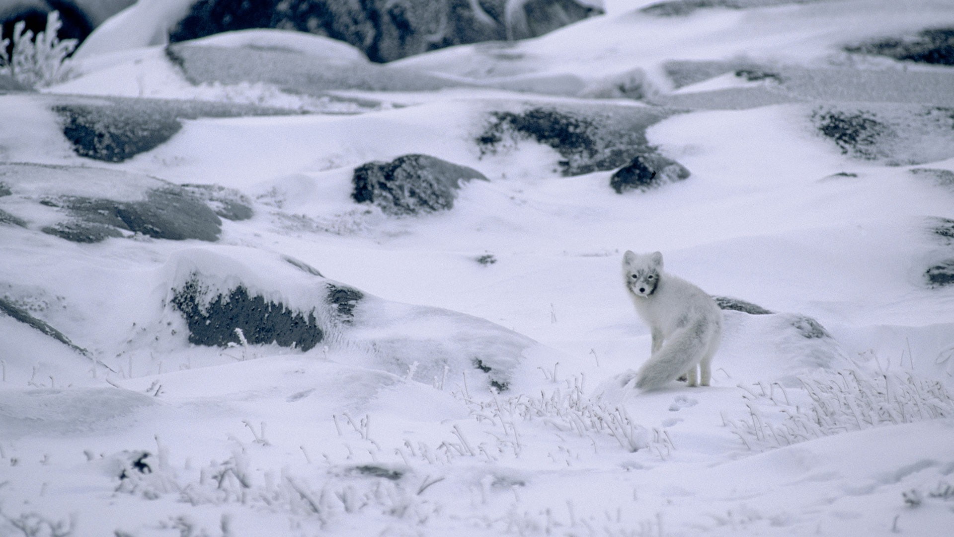 animals, animal wildlife, no people, nature, survival, camouflage, vertebrate, cold temperature, outdoors, stones, 1080P, day, bear, snow, purity, plants, HD Wallpaper
