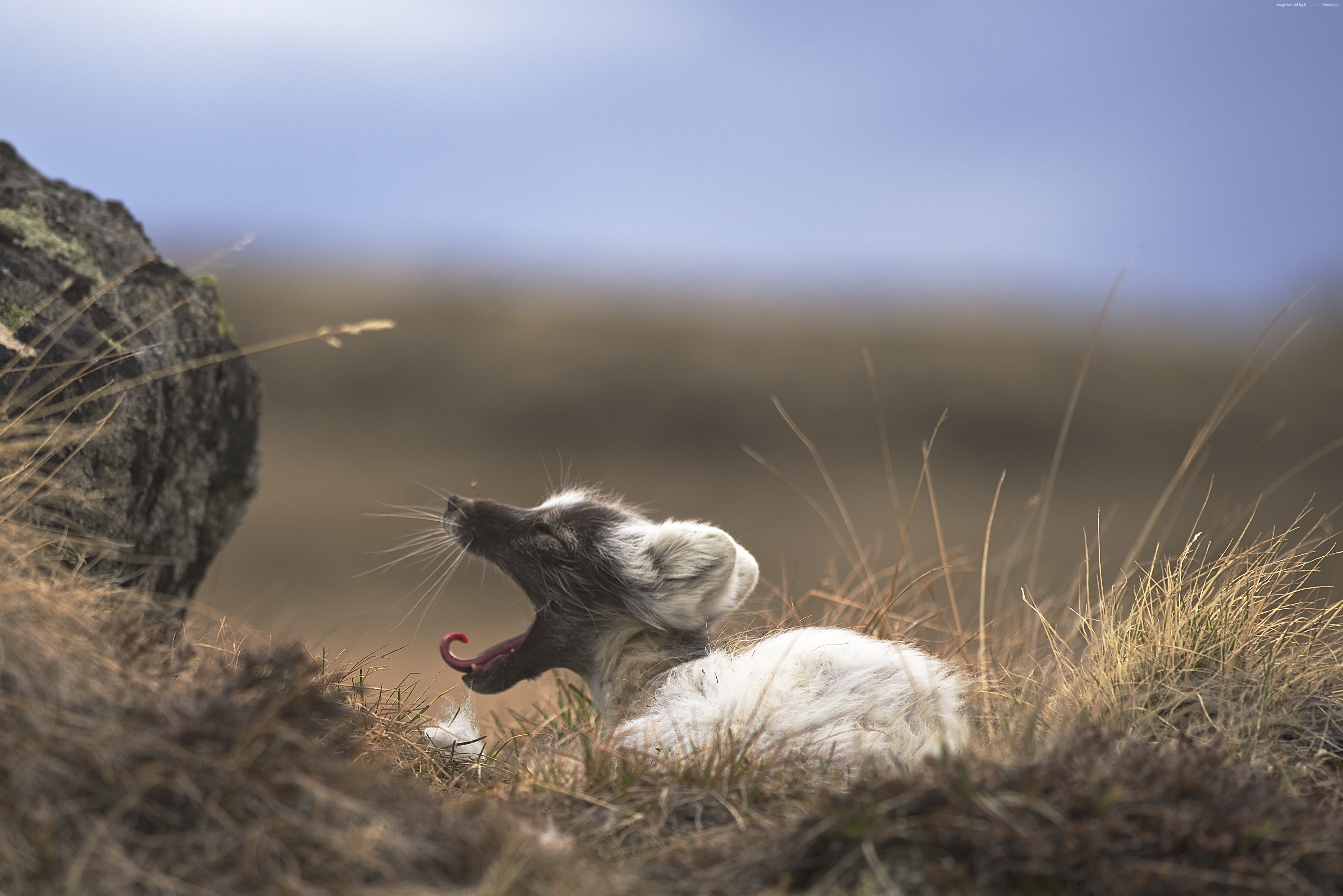 white, nature, tourism, Arctic fox, rest, West Greenland, grey, 4K, brown, animal, HD Wallpaper