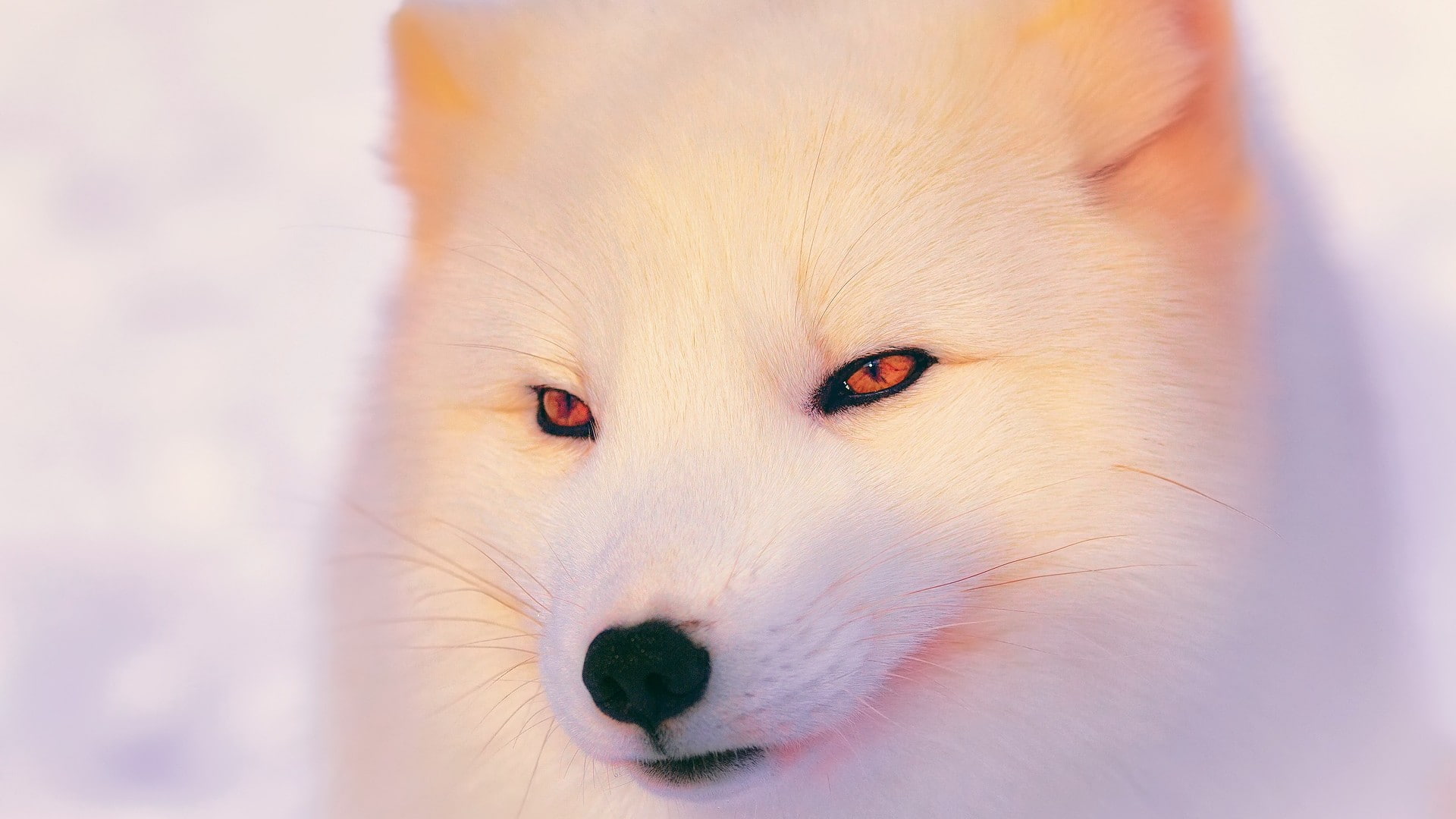 eyes, arctic fox, 1080P, animals, HD Wallpaper