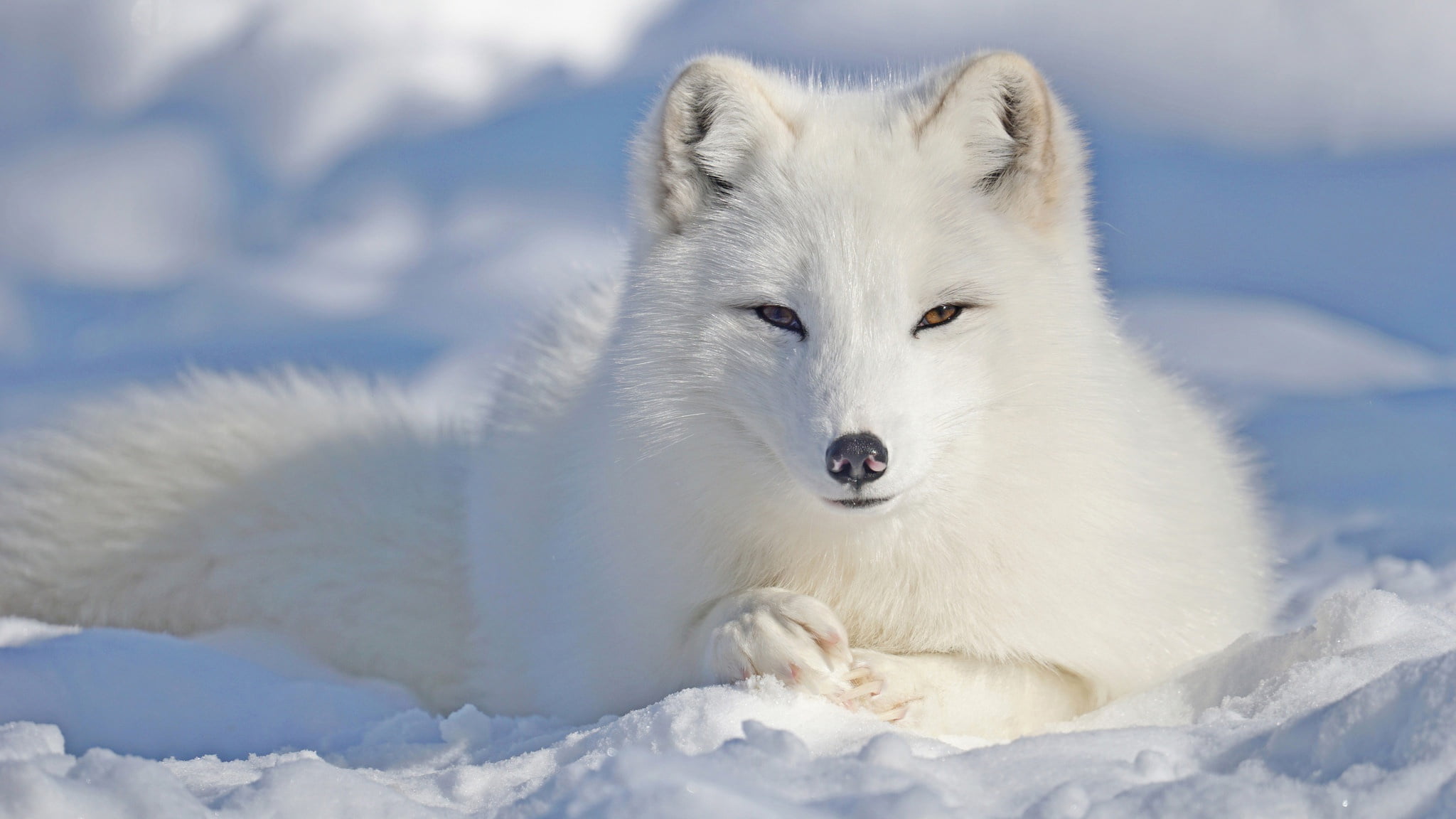 eyes, Arctic, nature, the snow, snow, muzzle, 1080P, look, winter, polar, face, handsome, blue background, paws, tail, portrait, pose, lies, Fox, white, HD Wallpaper