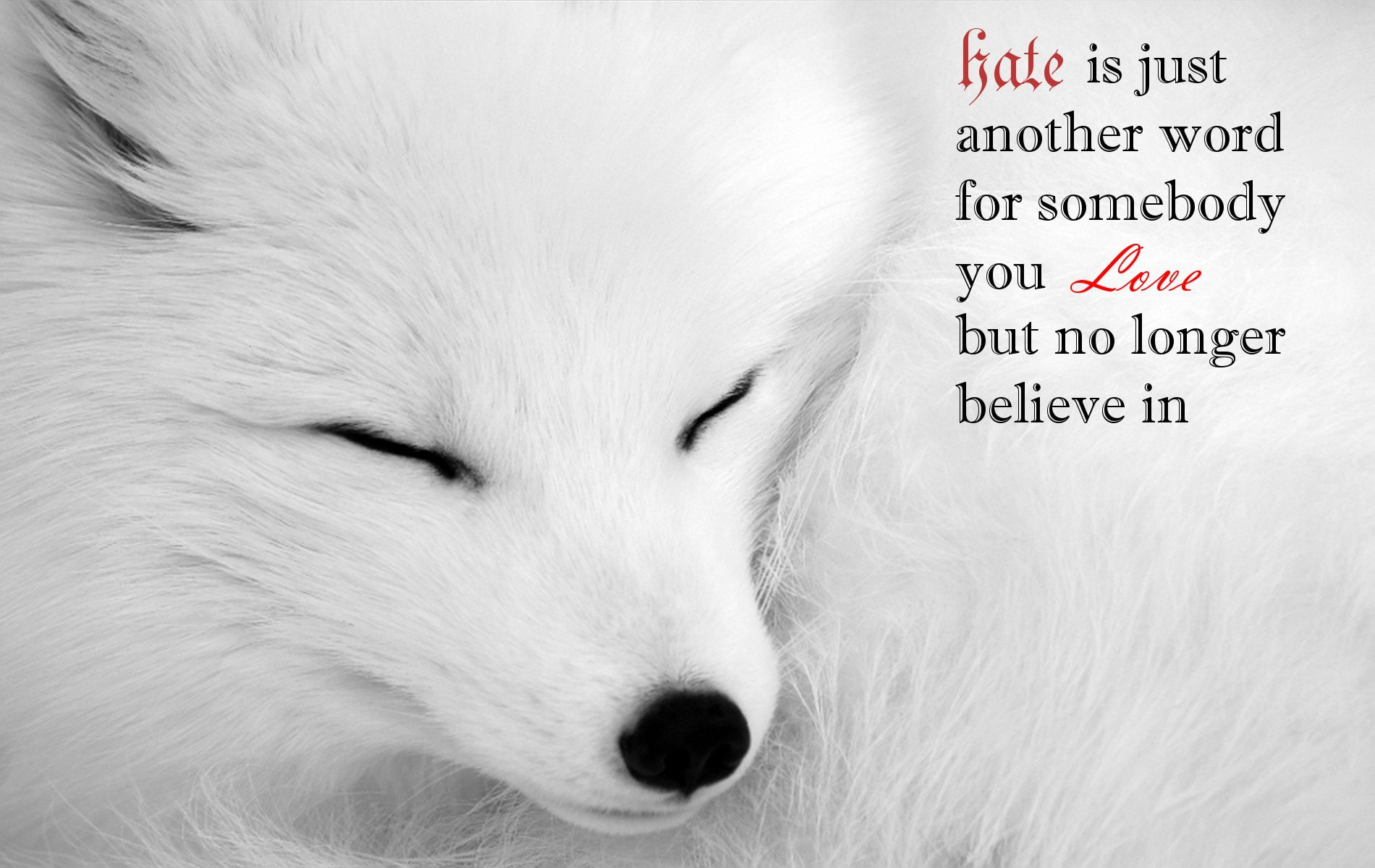 Quote, Dogs, 720P, Arctic Fox, HD Wallpaper