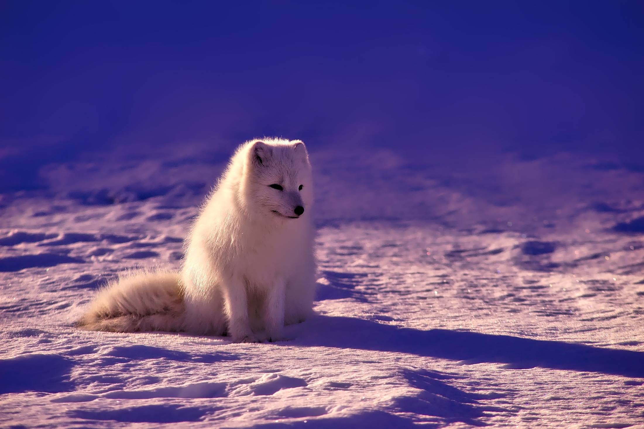 snow, 1080P, fox, arctic, norway, animal, beautiful, wildlife, HD Wallpaper
