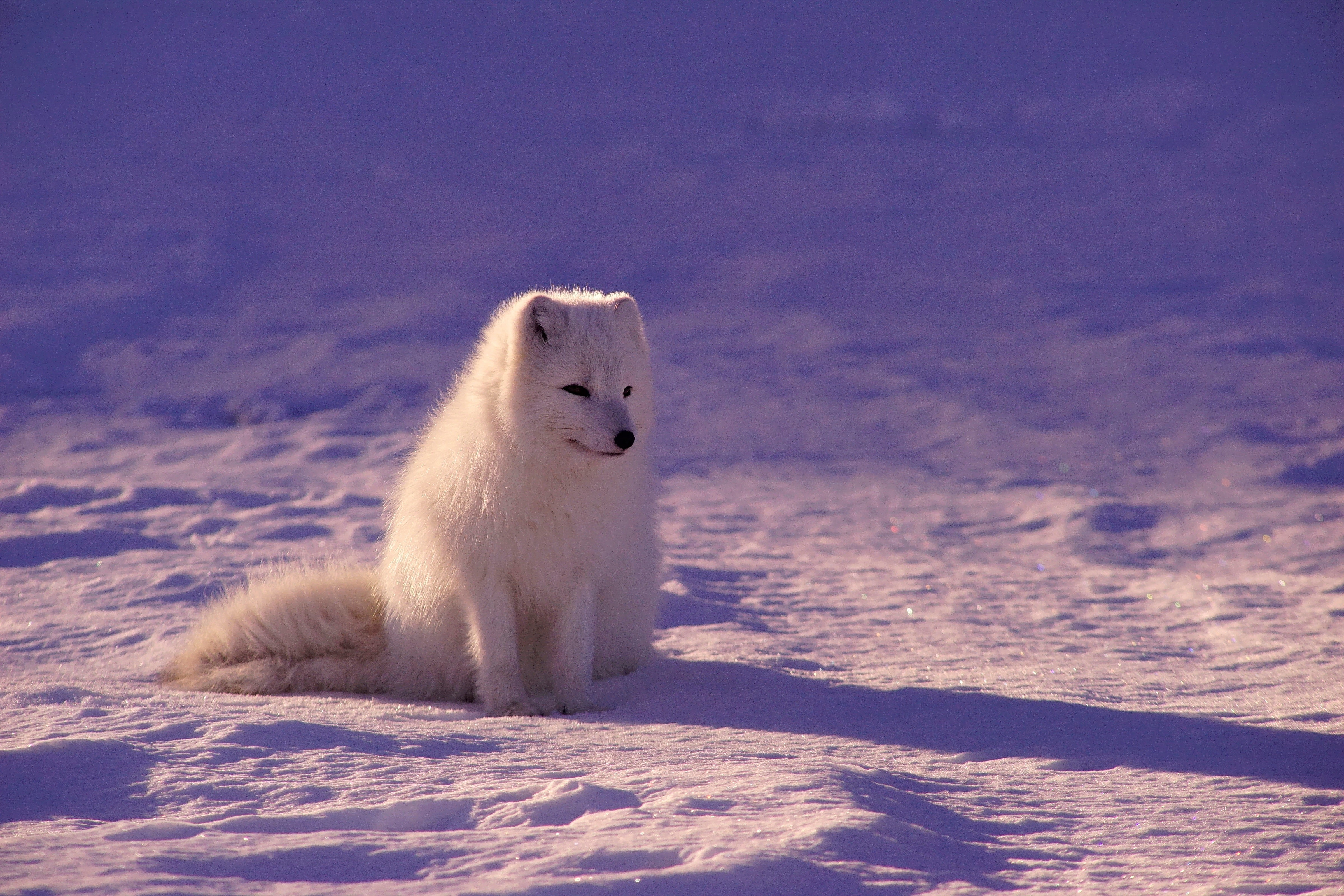 photography, 4K, fox, animals, arctic fox, HD Wallpaper