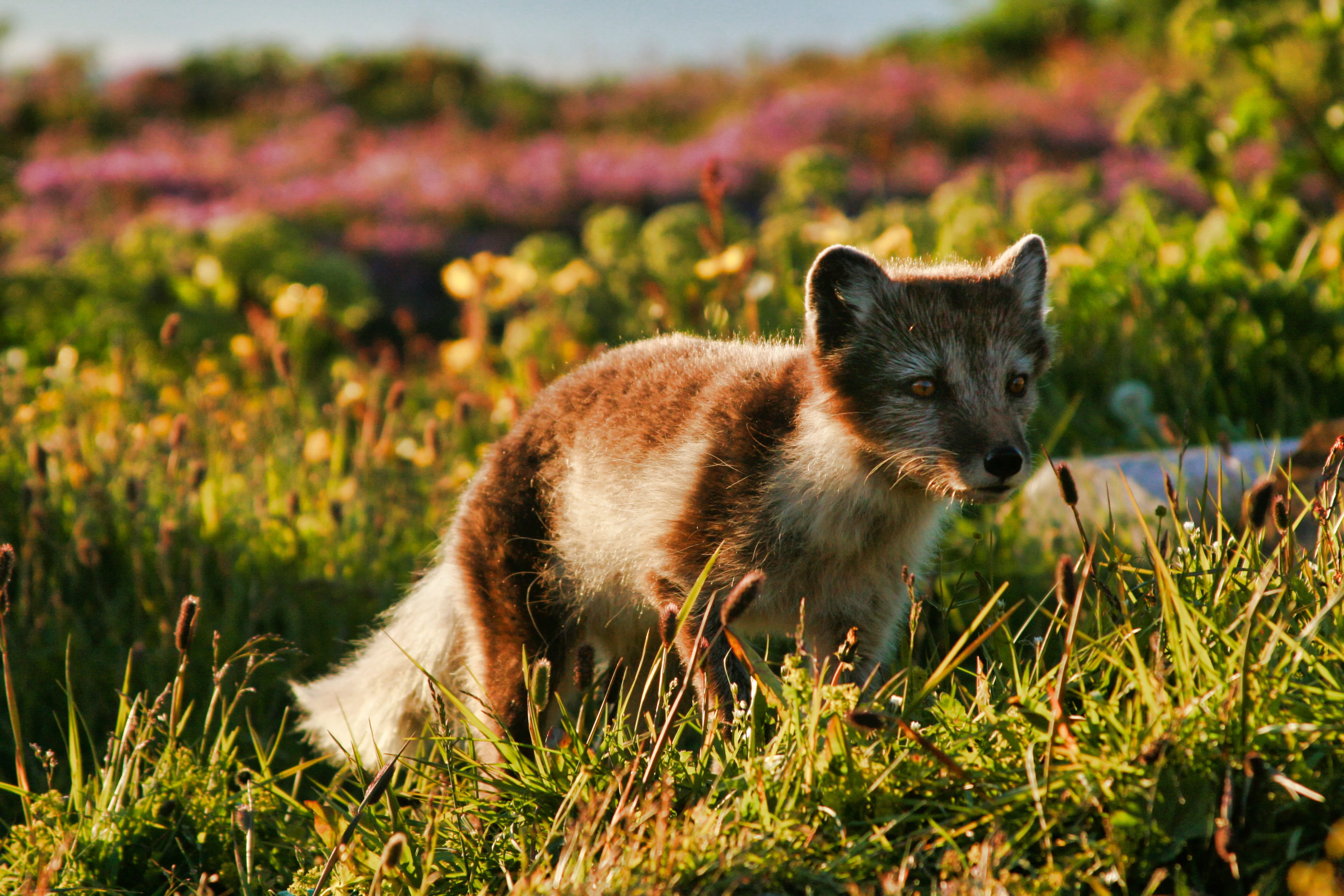 hunting, nature, day, animals hunting, portrait, arctic, animals in the wild, fox, survival, no people, iceland, standing, grass, mammal, wildlife, vertebrate, HD Wallpaper
